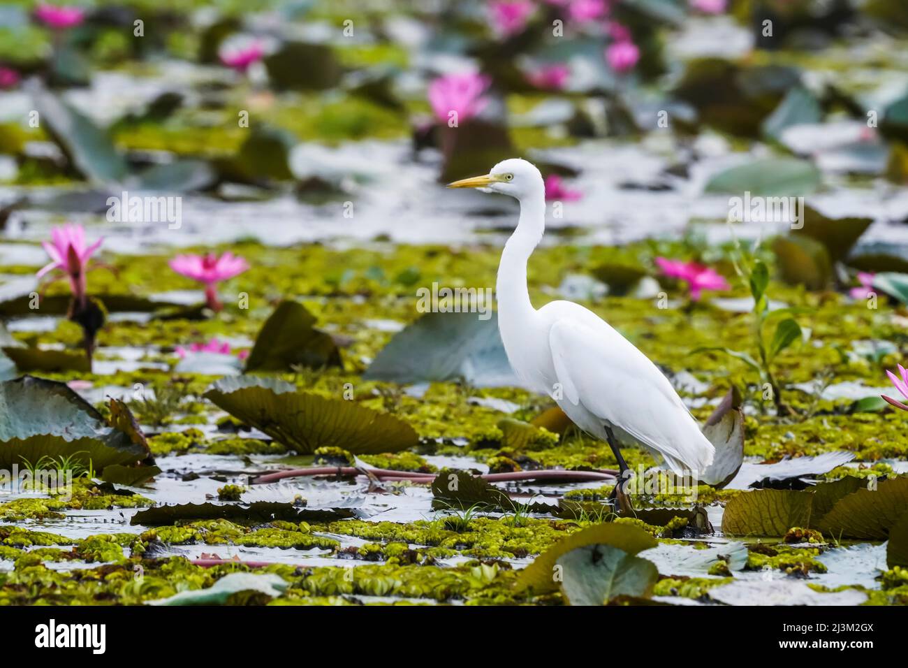 L'aigrette neigeuse (Egretta thula) et les fleurs de Lotus (Nelumbo nucifera) sur le lac Pink Water Lilies; Udon Thani, Thaïlande Banque D'Images