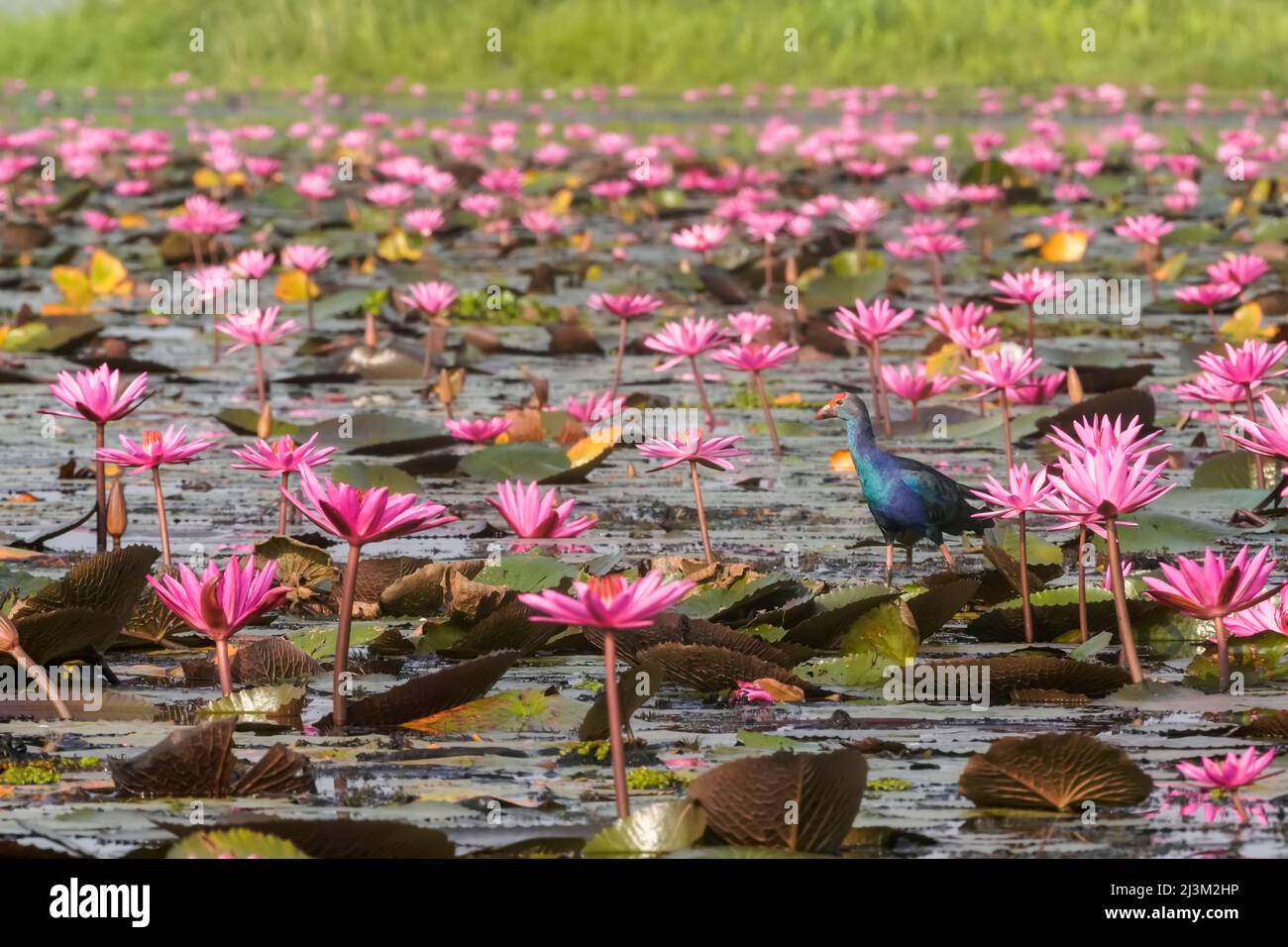Moorhen parmi les fleurs de Lotus (Nelumbo nucifera) sur le lac Pink Water Lilies; Udon Thani, Thaïlande Banque D'Images