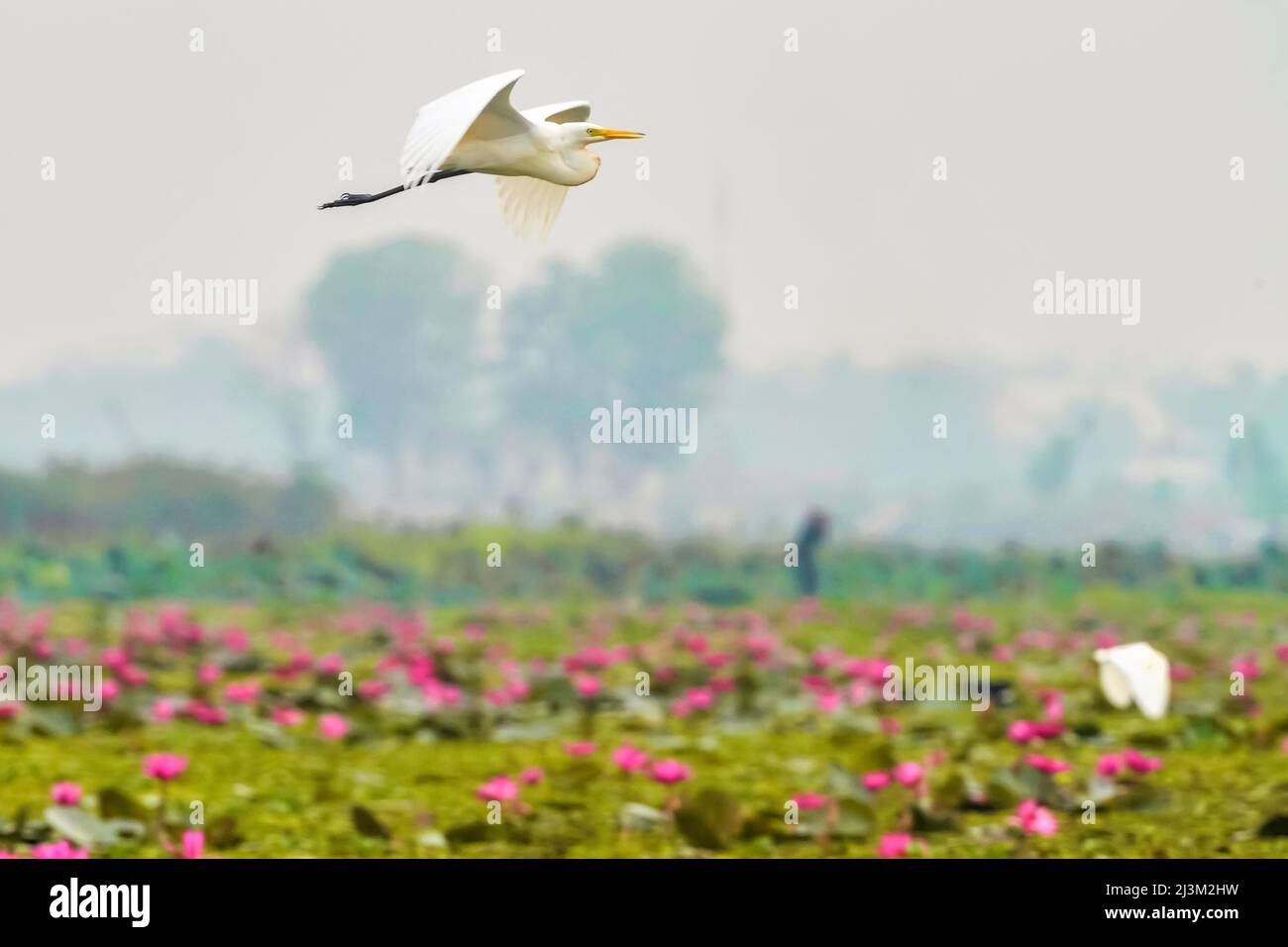 Aigrettes neigeuses (Egretta tula) volant au-dessus des fleurs de Lotus (Nelumbo nucifera) sur le lac Pink Water Lilies; Udon Thani, Thaïlande Banque D'Images