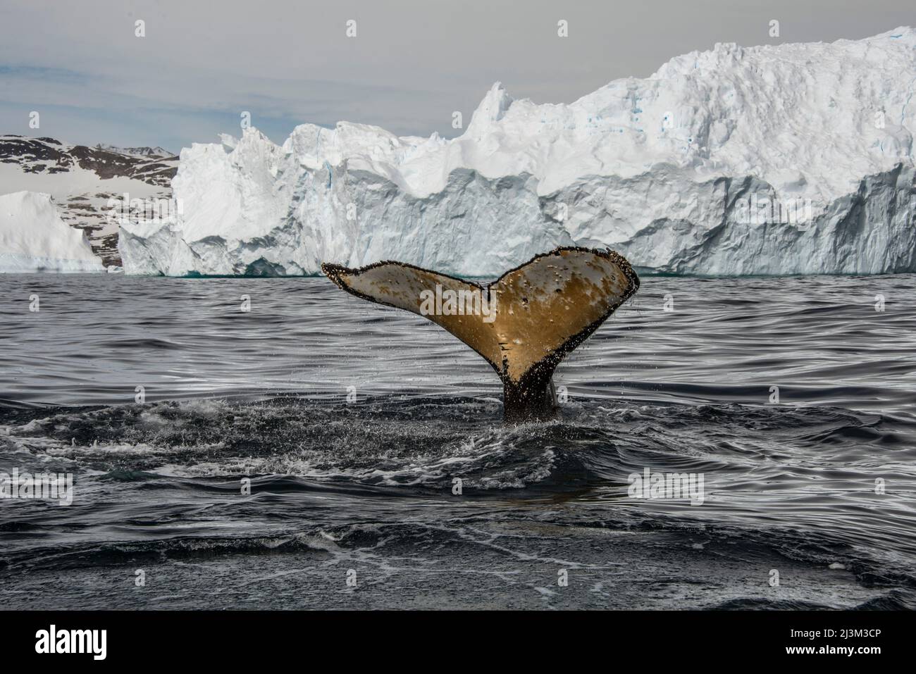 Baleine à bosse (Megaptera novaeangliae) plongée dans la crique de Cierva; Antarctique Banque D'Images