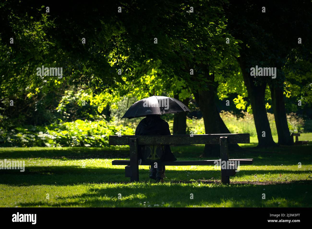Personne vêque de vêtements noirs sous un parapluie noir dans un parc par temps ensoleillé, cachant son identité; Hawthorn, Durham, Angleterre Banque D'Images