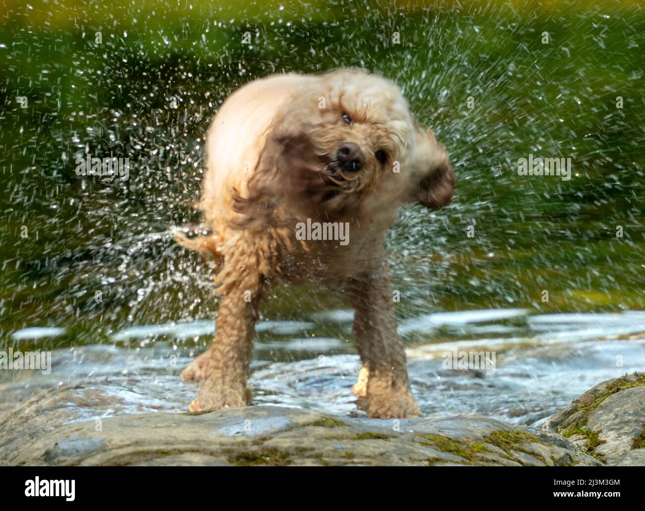 Des gouttelettes d'eau volent tandis qu'un chien secoue l'eau de sa fourrure; Richmond, Richmondshire, Angleterre Banque D'Images