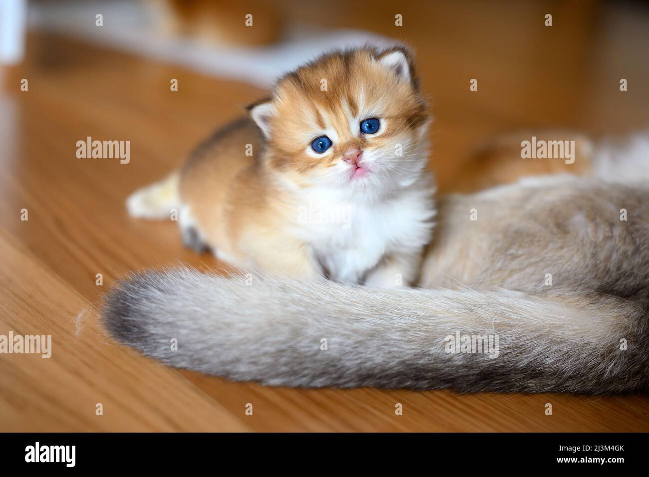 British Shorthair Golden chaton assis sur un tissu blanc sur un plancher en bois dans la chambre, un bébé chaton apprenant à marcher et à jouer naughty par le papillon Banque D'Images