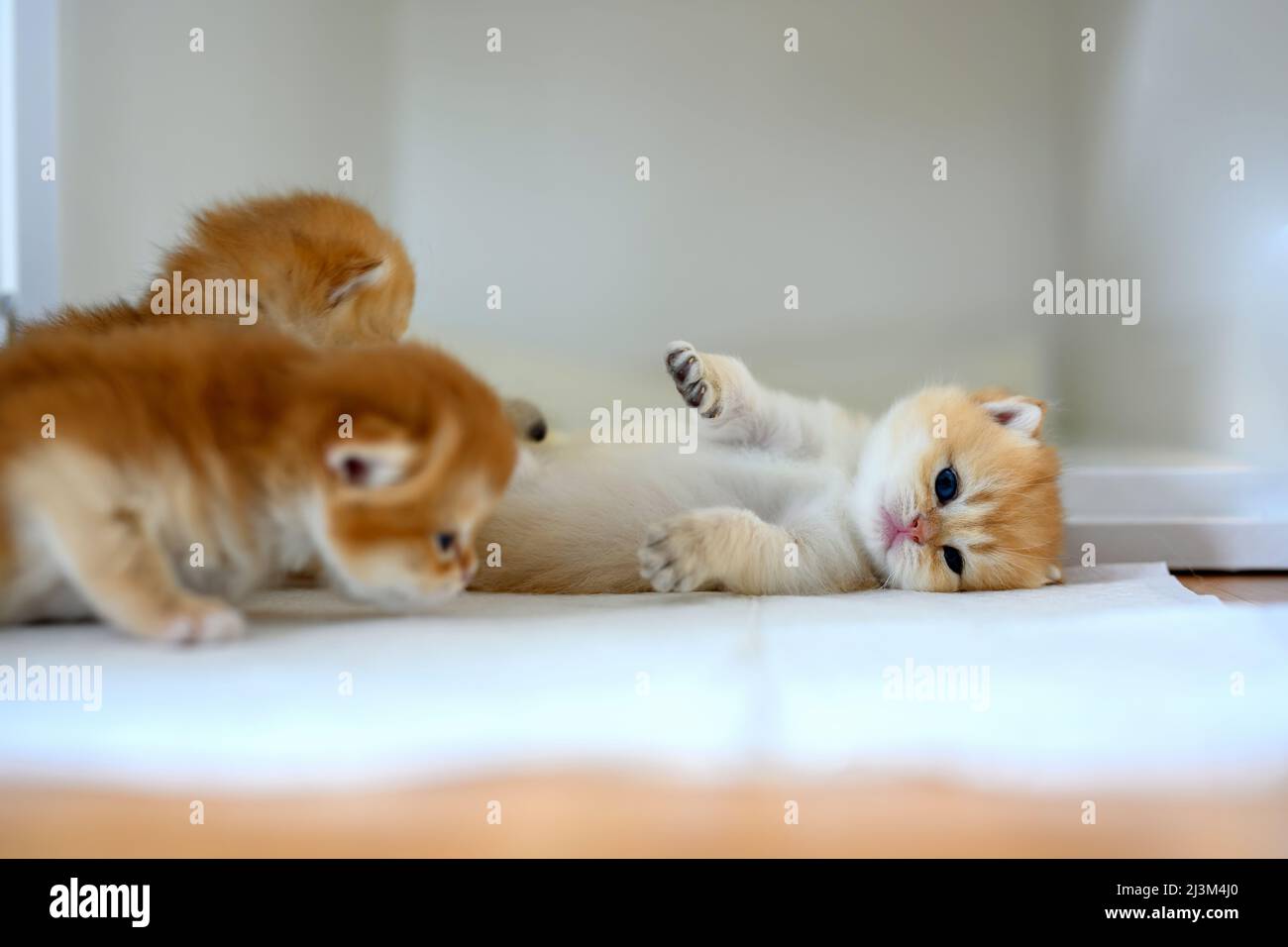 British Shorthair Golden chaton assis sur un tissu blanc sur un plancher en bois dans la chambre, trois chatons de bébé apprenant à marcher et à jouer, adorable youn Banque D'Images