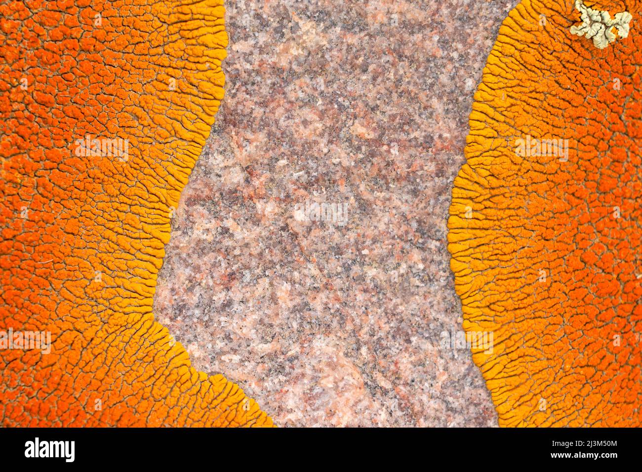 Lichen orange vif à la surface d'une roche; Val Marie, Saskatchewan, Canada Banque D'Images