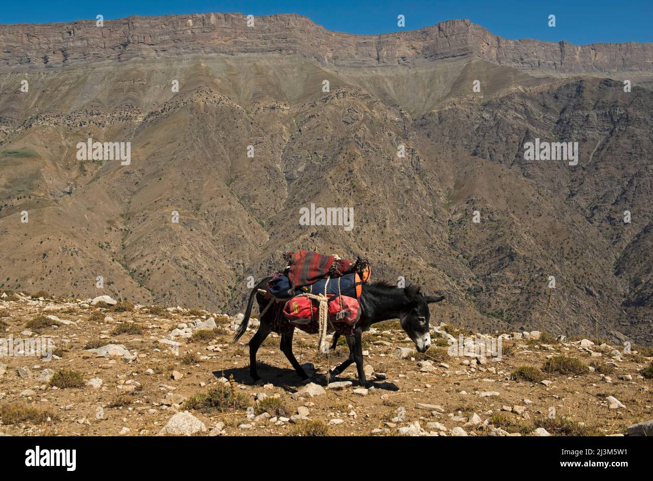 Une équipe d’expédition internationale de cavets est transportée par des ânes à travers la chaîne de Boysuntov en Ouzbékistan ; Ouzbékistan. Banque D'Images