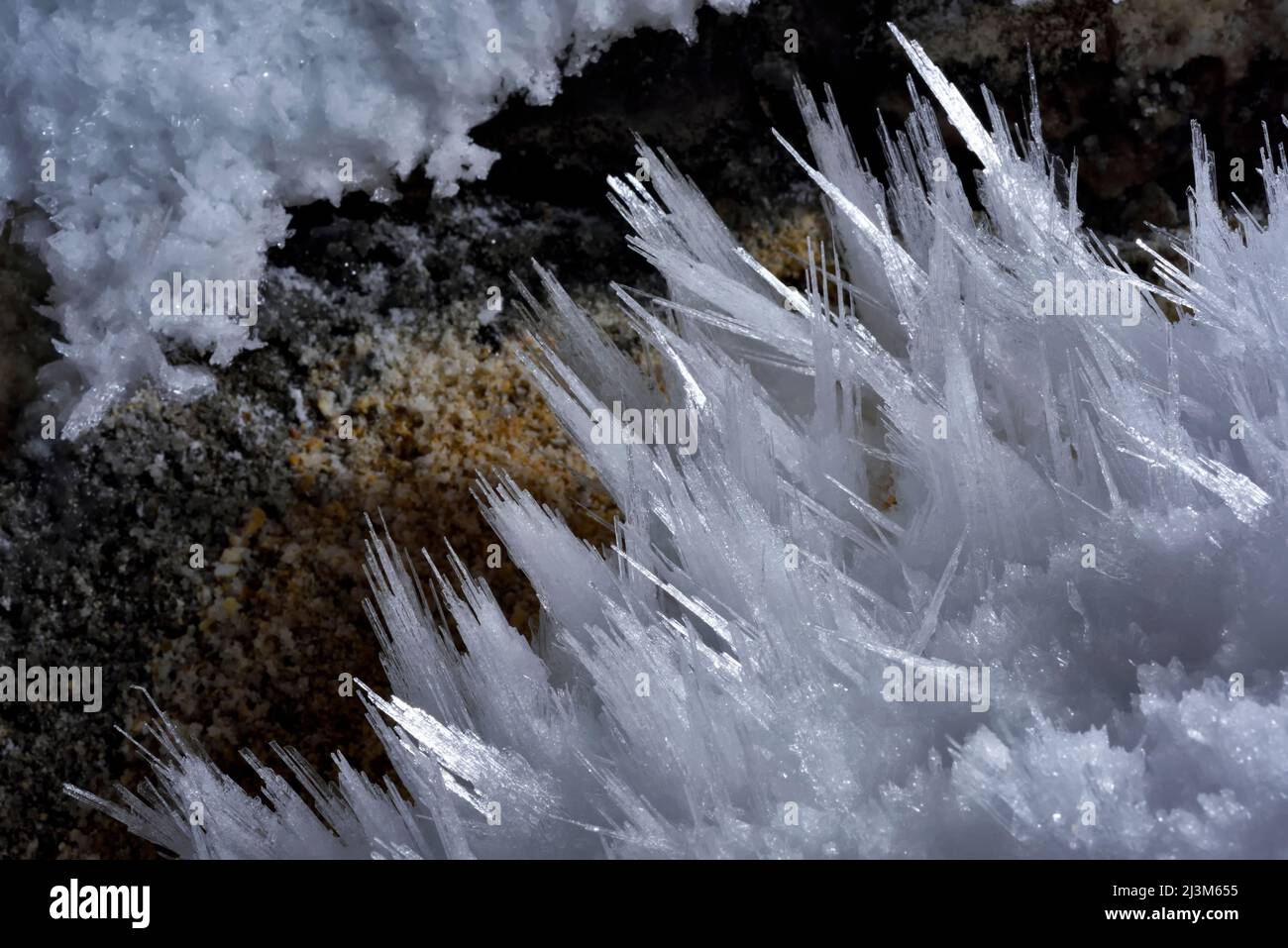 Les cristaux de sélénite poussent depuis le mur à l'intérieur de la grotte de Lechuguilla.; Parc national des grottes de Carlsbad, Nouveau-Mexique. Banque D'Images