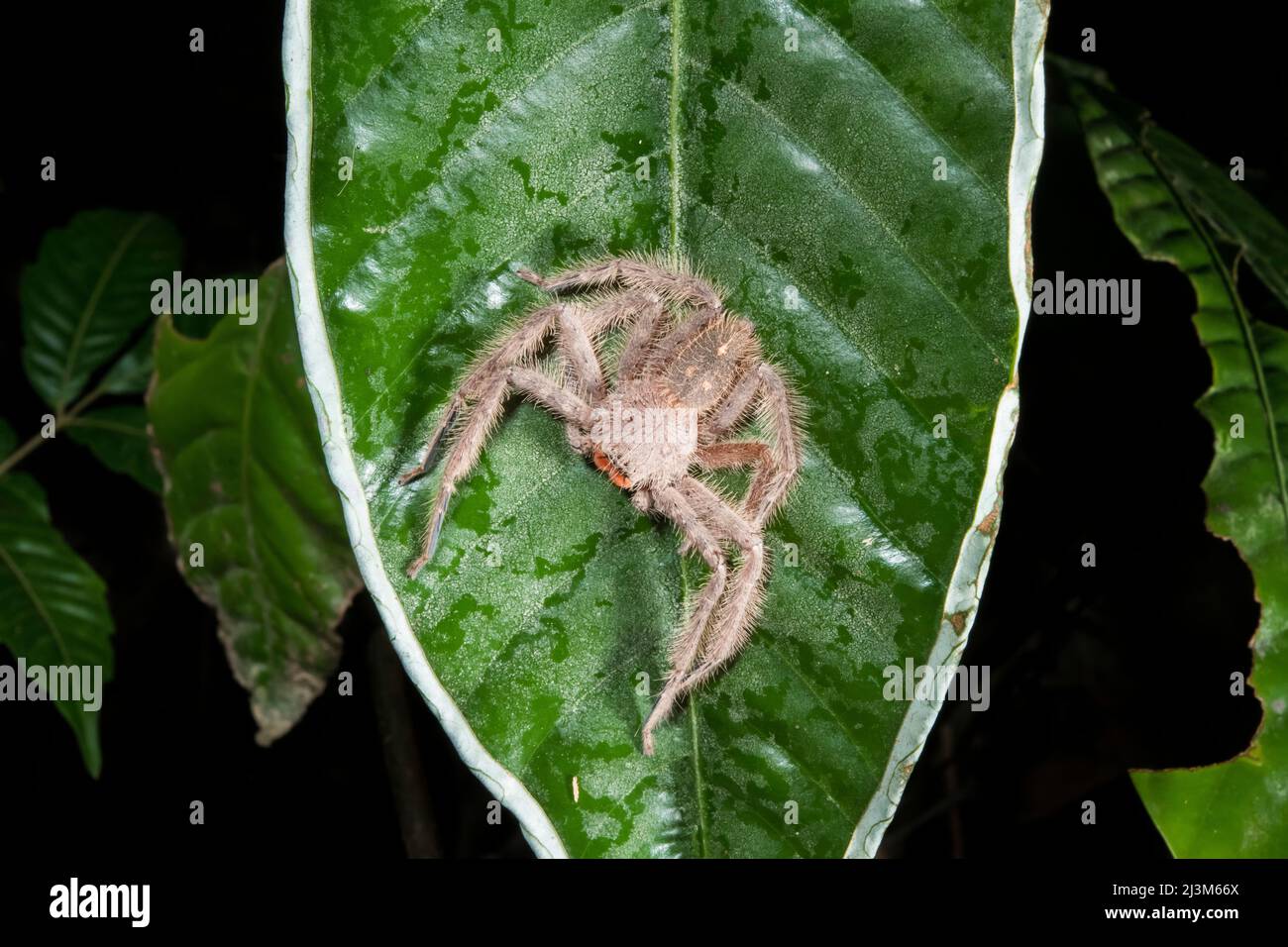 Une araignée de huntsman poilue, Thelcticopes orichalcea, se reposant au milieu d'une feuille; Parc national de Gunung Mulu, Sarawak, Bornéo, Malaisie. Banque D'Images