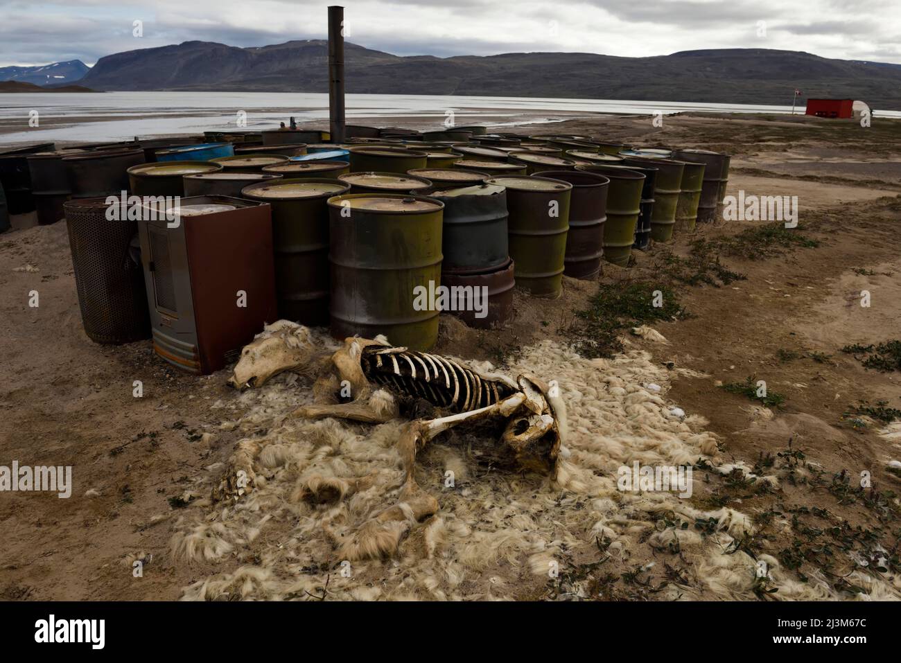 Les restes d'un ours polaire et d'un renard arctique sur une bande d'atterrissage éloignée dans le nord-est du Groenland; Groenland. Banque D'Images