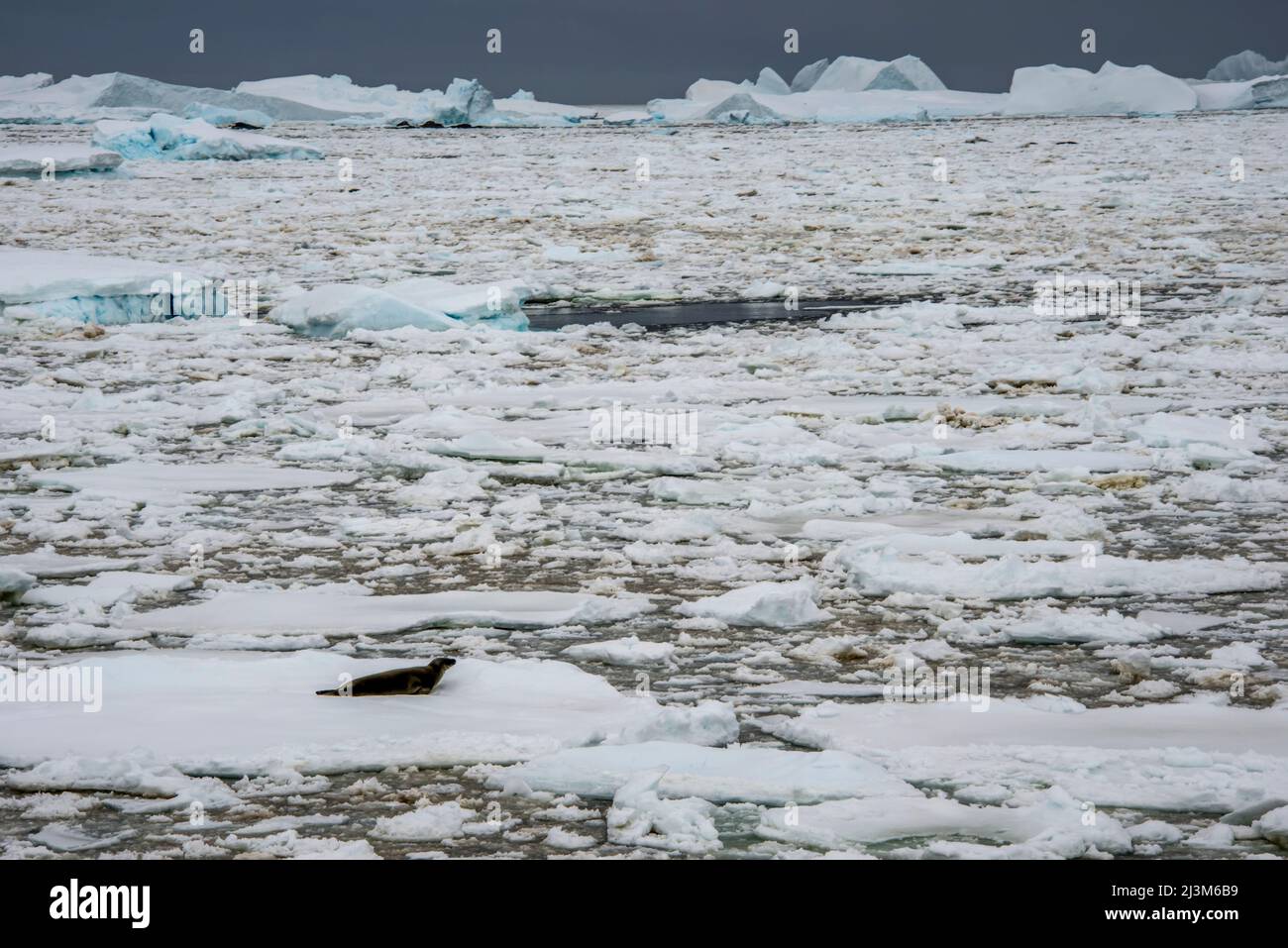 Phoque léopard (Hydrurga leptonyx) reposant sur un floe de glace dans le détroit de Penola, un point très au sud de la péninsule Antarctique; Antarctique Banque D'Images