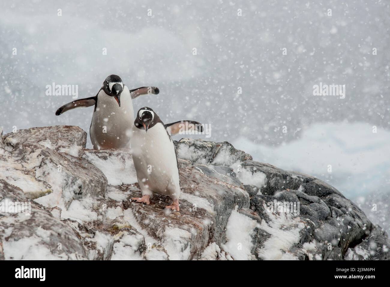 Gentoo Penguins (Pygoscelis papouasie) qui se frayent un chemin dans une chute de neige dans la région de la baie de Dorian; Antarctique Banque D'Images