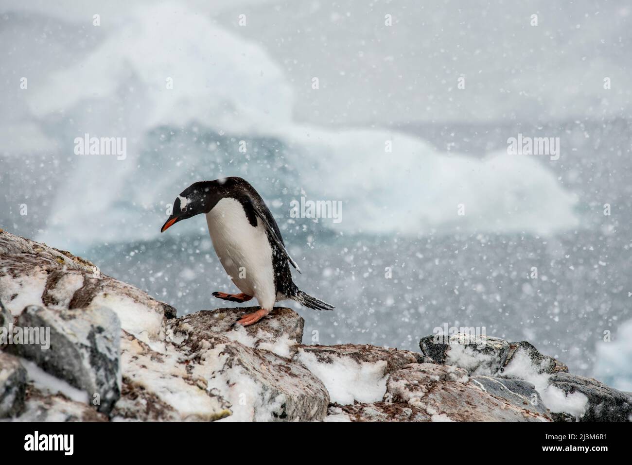 Manchot de Gentoo (Pygoscelis papouasie) qui traverse une chute de neige dans la région de la baie de Dorian; Antarctique Banque D'Images