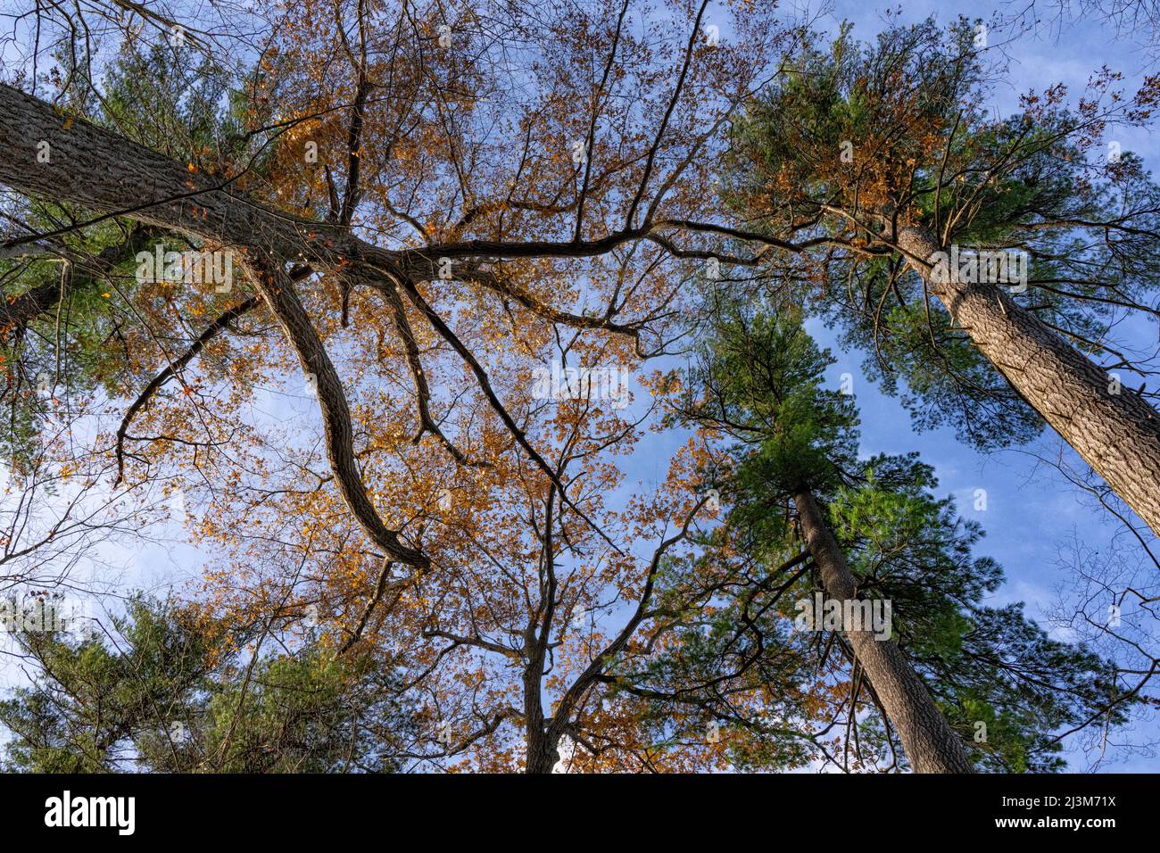 Vue sur une canopée de pins blancs et de chênes dans une forêt de l'Ontario; St. Thomas, Ontario, Canada Banque D'Images