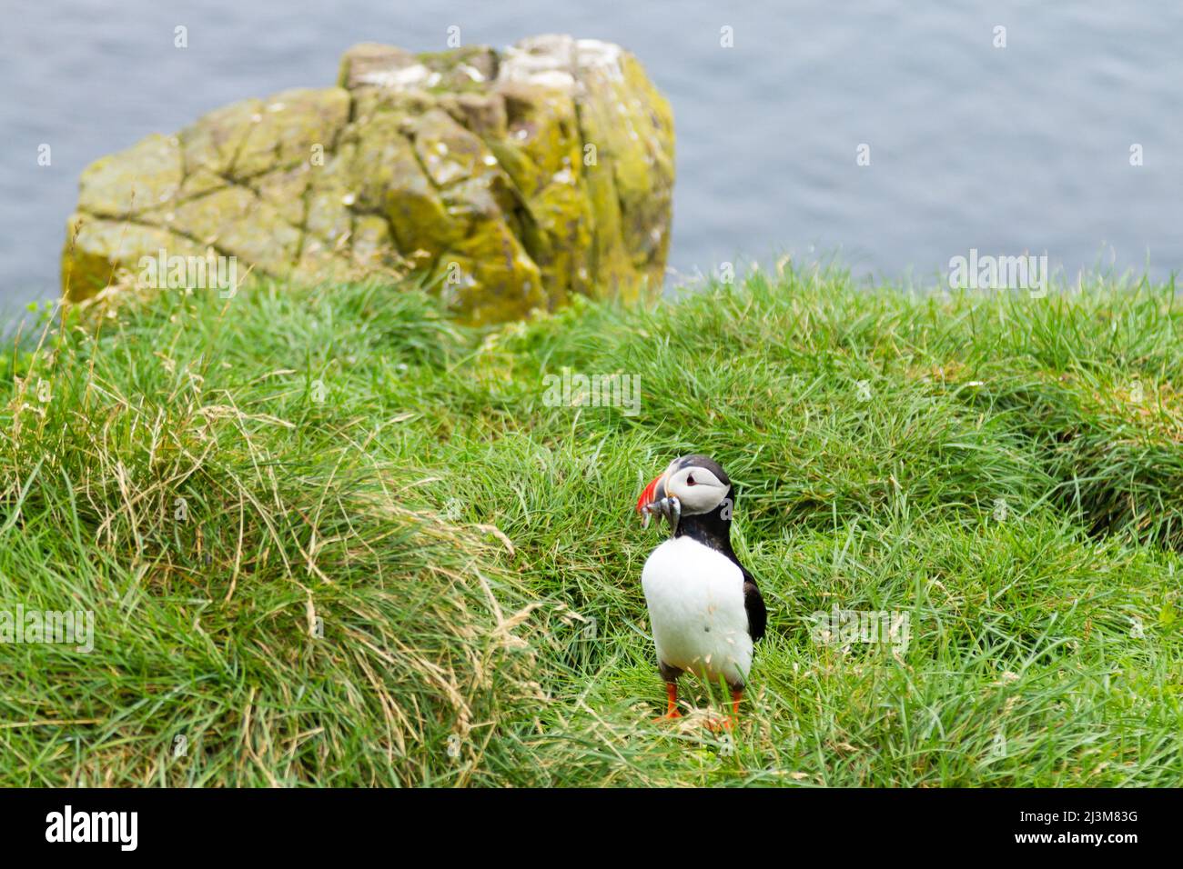 Macareux moine de Borgarfjordur fjord, est de l'Islande. La faune de l'Islande. Macareux moine commun. Fratercula arctica Banque D'Images Macareux moine de Borgarfjordur fjord, est de l'Islande. La faune de l'Islande. Macareux moine commun. Fratercula arctica Banque D'Images