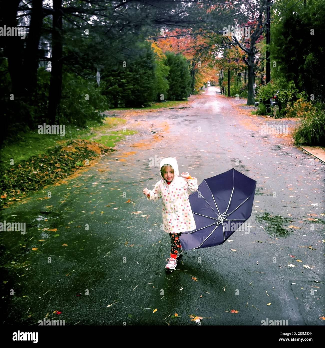 Une jeune fille de trois ans lutte avec son parapluie lors d'un jour pluvieux d'automne.; Cabin John, Maryland. Banque D'Images