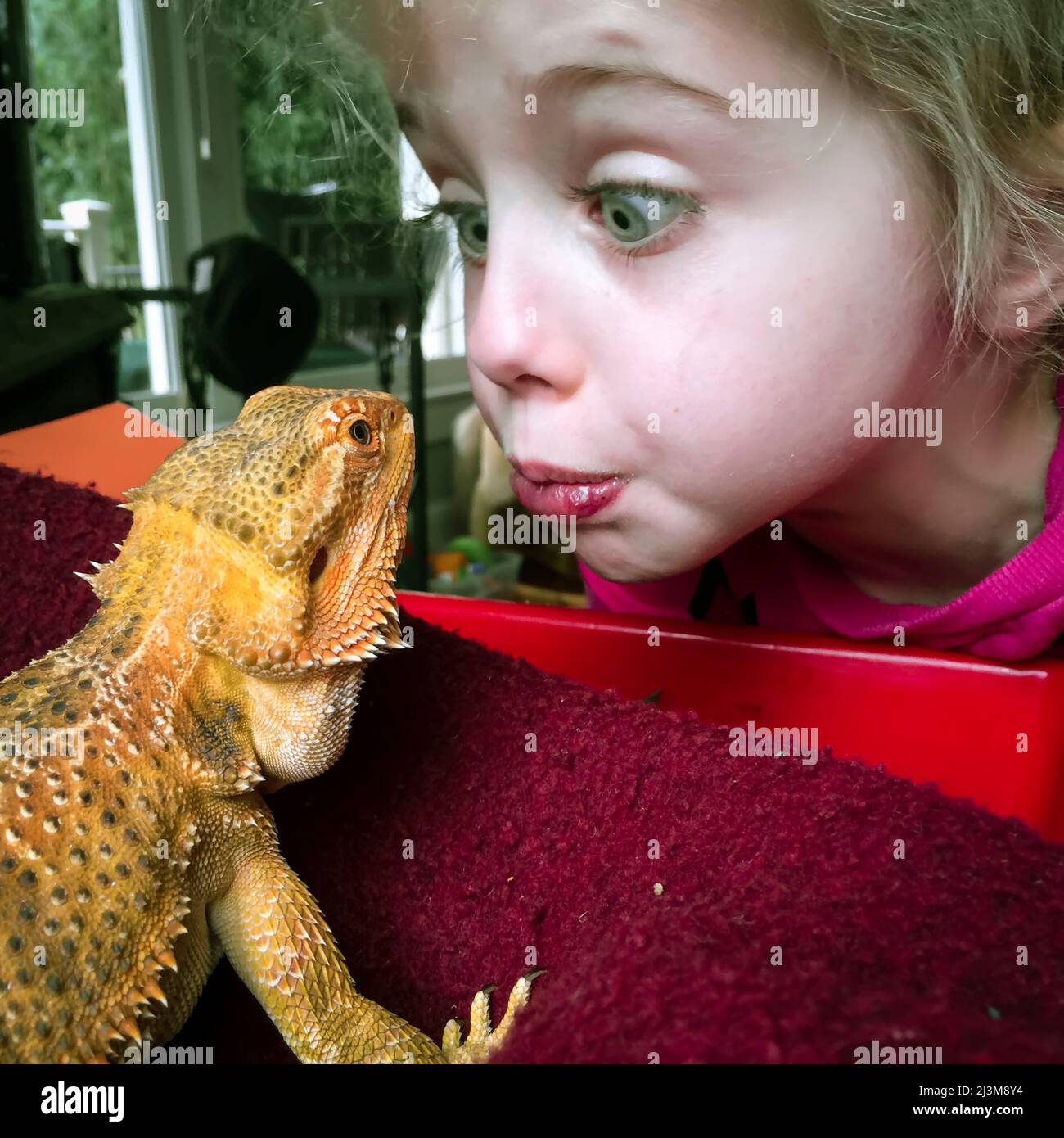Une fille de quatre ans et son animal de compagnie barbu dragon vont nez à nez. ; Cabin John, Maryland. Banque D'Images