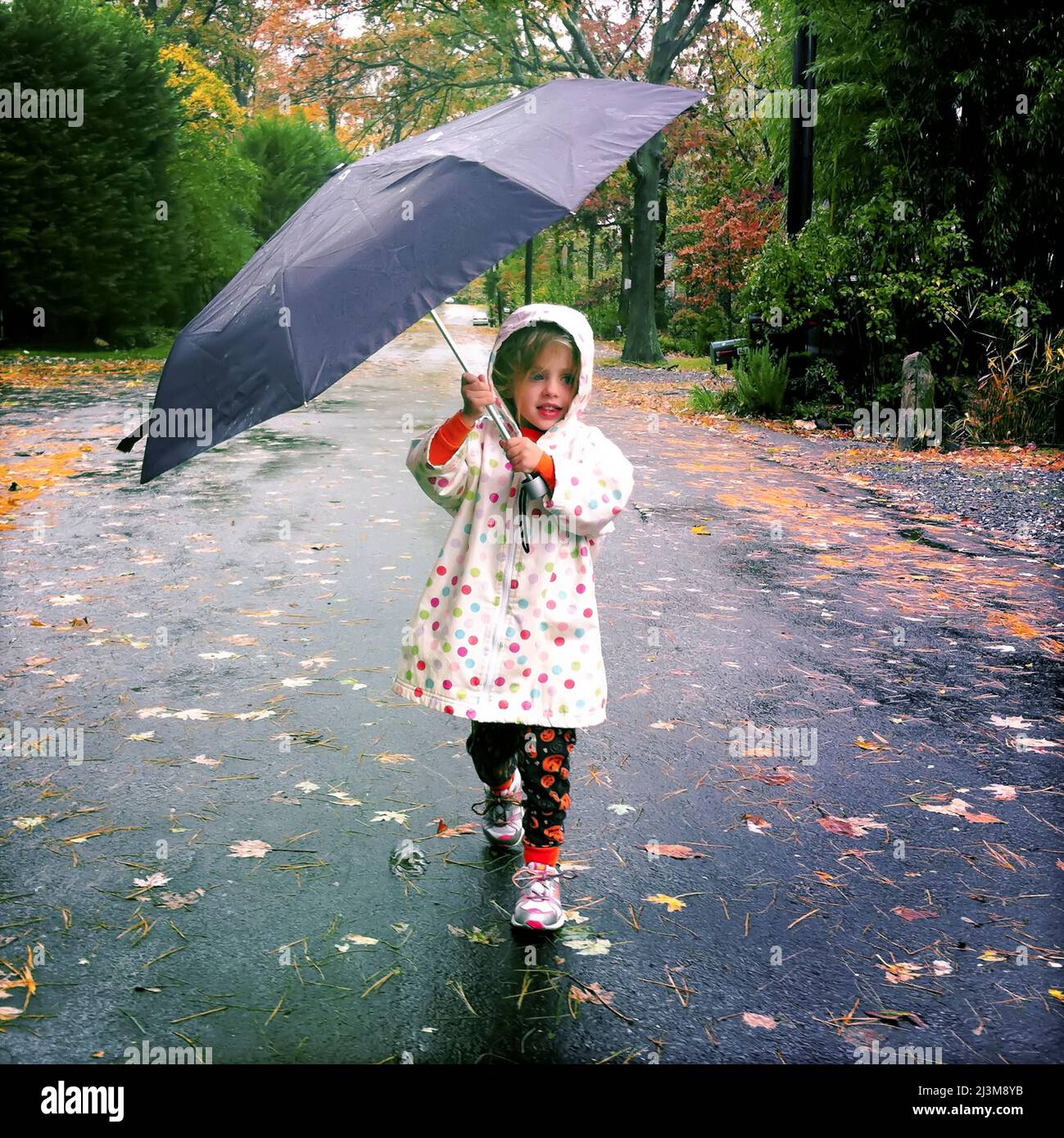 Une jeune fille de trois ans lutte avec son parapluie lors d'un jour pluvieux d'automne.; Cabin John, Maryland. Banque D'Images