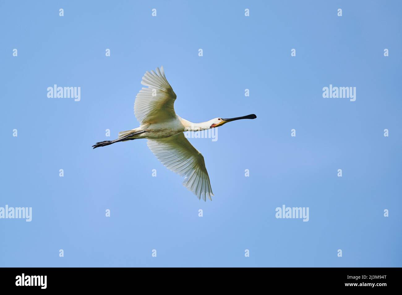 Le spoonbill eurasien ou le spoonbill commun (Platalea leucorodia) volant dans un ciel bleu, Parc naturel régional de Camargue; Camargue, France Banque D'Images