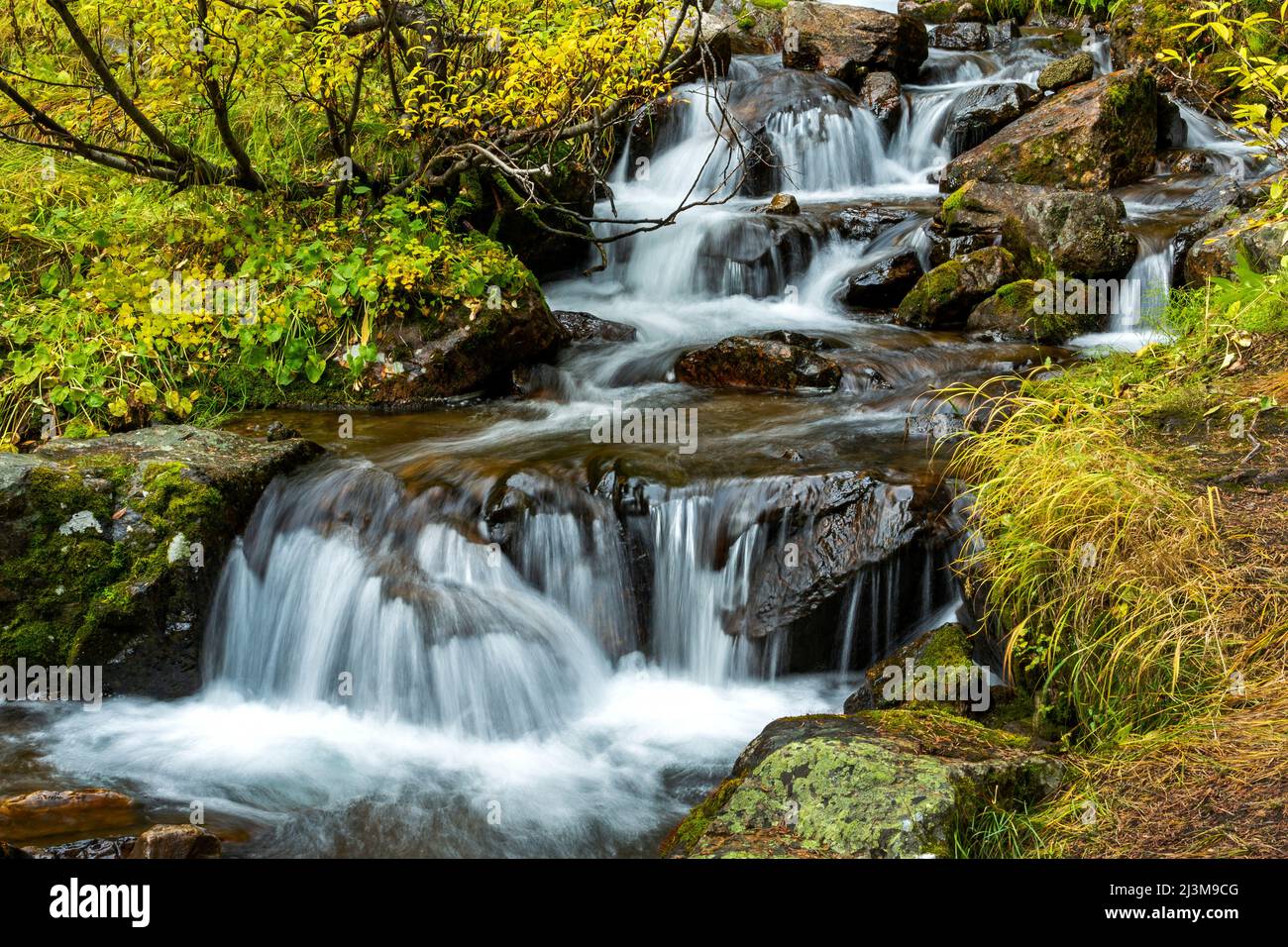 Cascades de Mountain creek coulant sur des rochers dans une forêt, parc national Banff; Alberta, Canada Banque D'Images