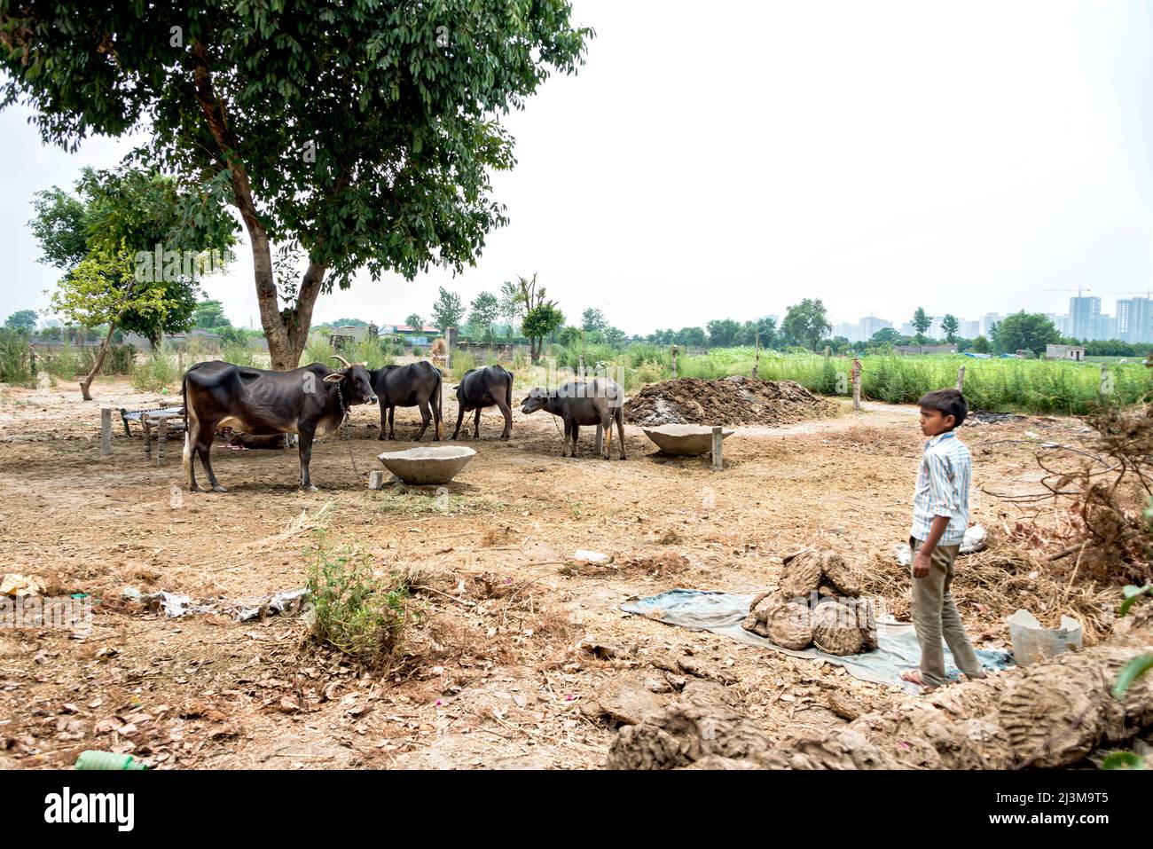 Garçon travaillant avec des patties de fumier séchées dans une ferme familiale avec du bétail attaché en arrière-plan; Nagli Village Noida, Uttar Pradesh, Inde Banque D'Images