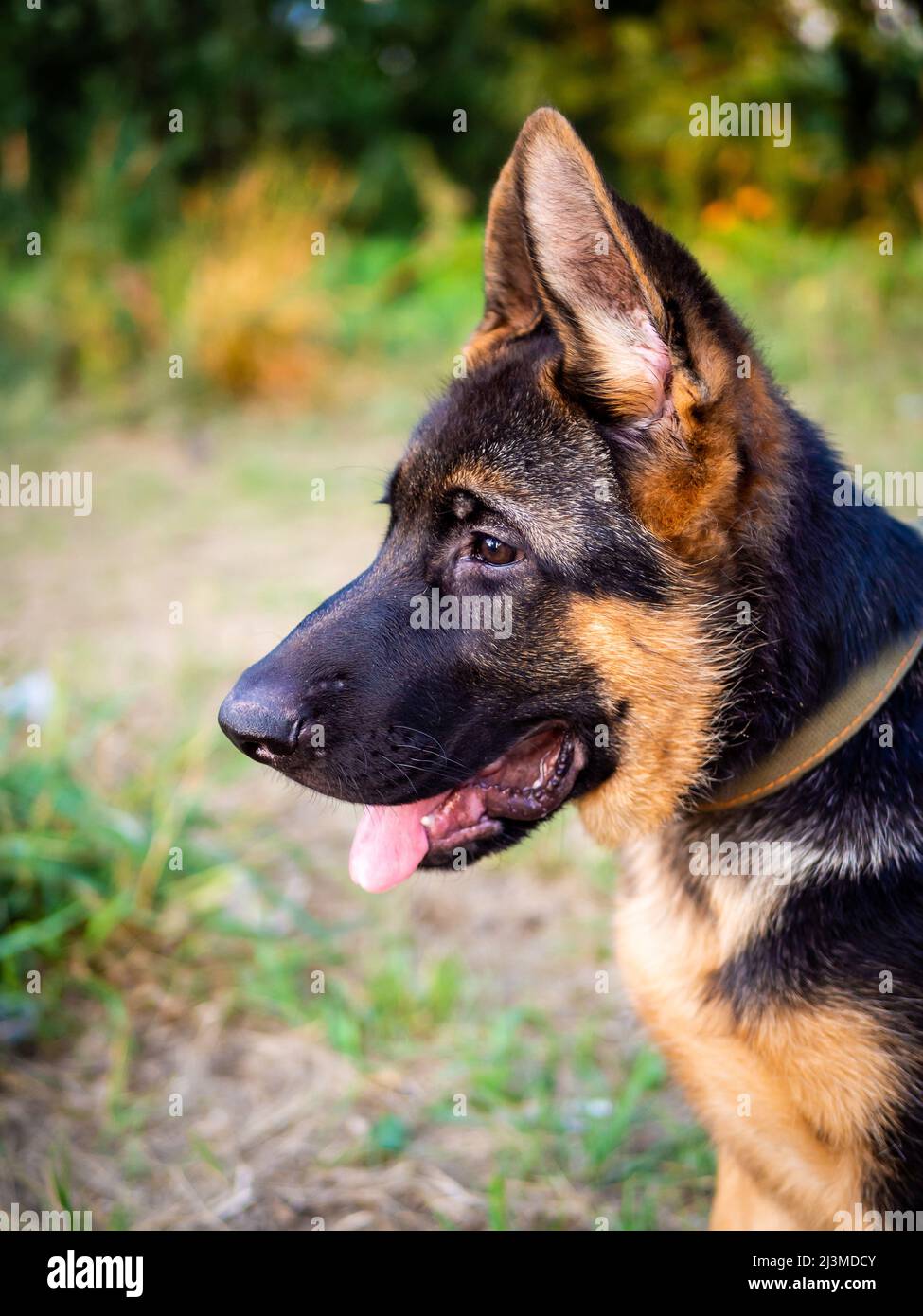 Portrait d'un chiot Berger allemand. Marche dans le parc sur fond vert. Banque D'Images
