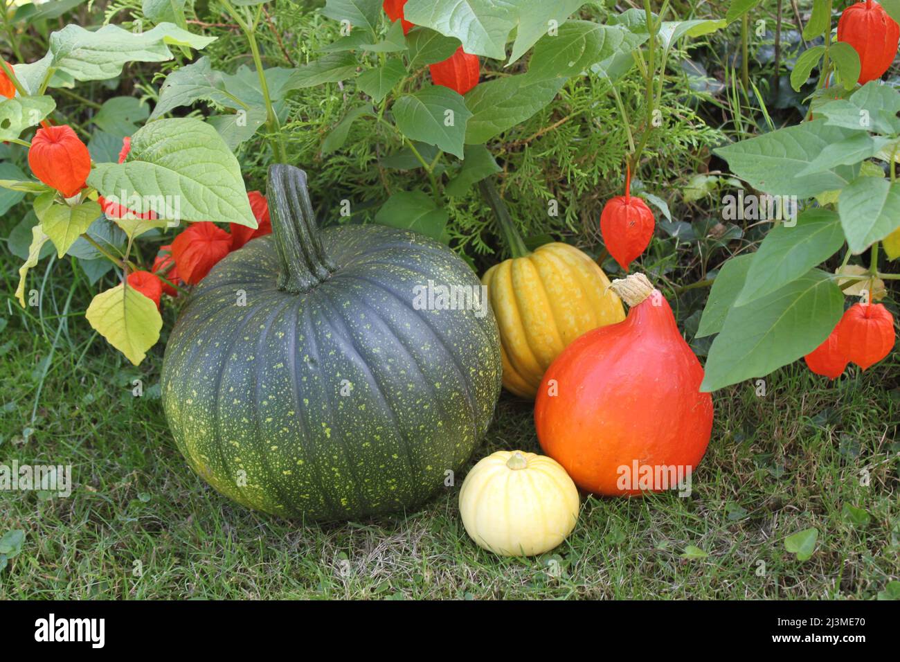 citrouilles et fleurs de lamion Banque D'Images