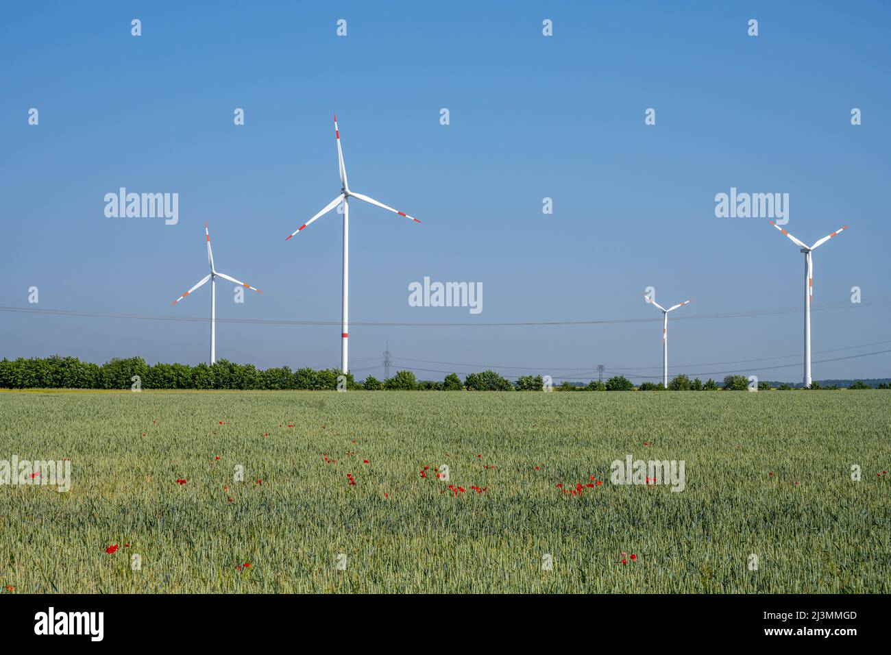 Éoliennes derrière un champ de maïs en Allemagne Banque D'Images