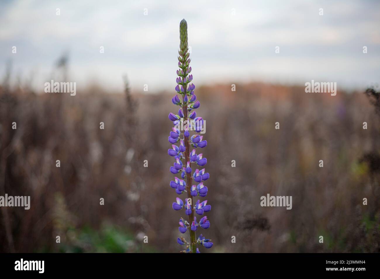 La plante saule thé pousse dans le champ.Fleur pourpre.Arrière-plan naturel.Harmonie des couleurs. Banque D'Images