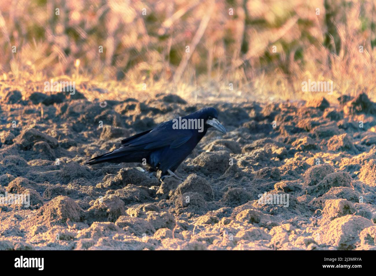 Les freux mangent des vers de terre sur la pelouse. L'oiseau pousse avec force le bec dans le sol. Comment un rook remarque-t-il une tordeuse dans un champ labouré Banque D'Images