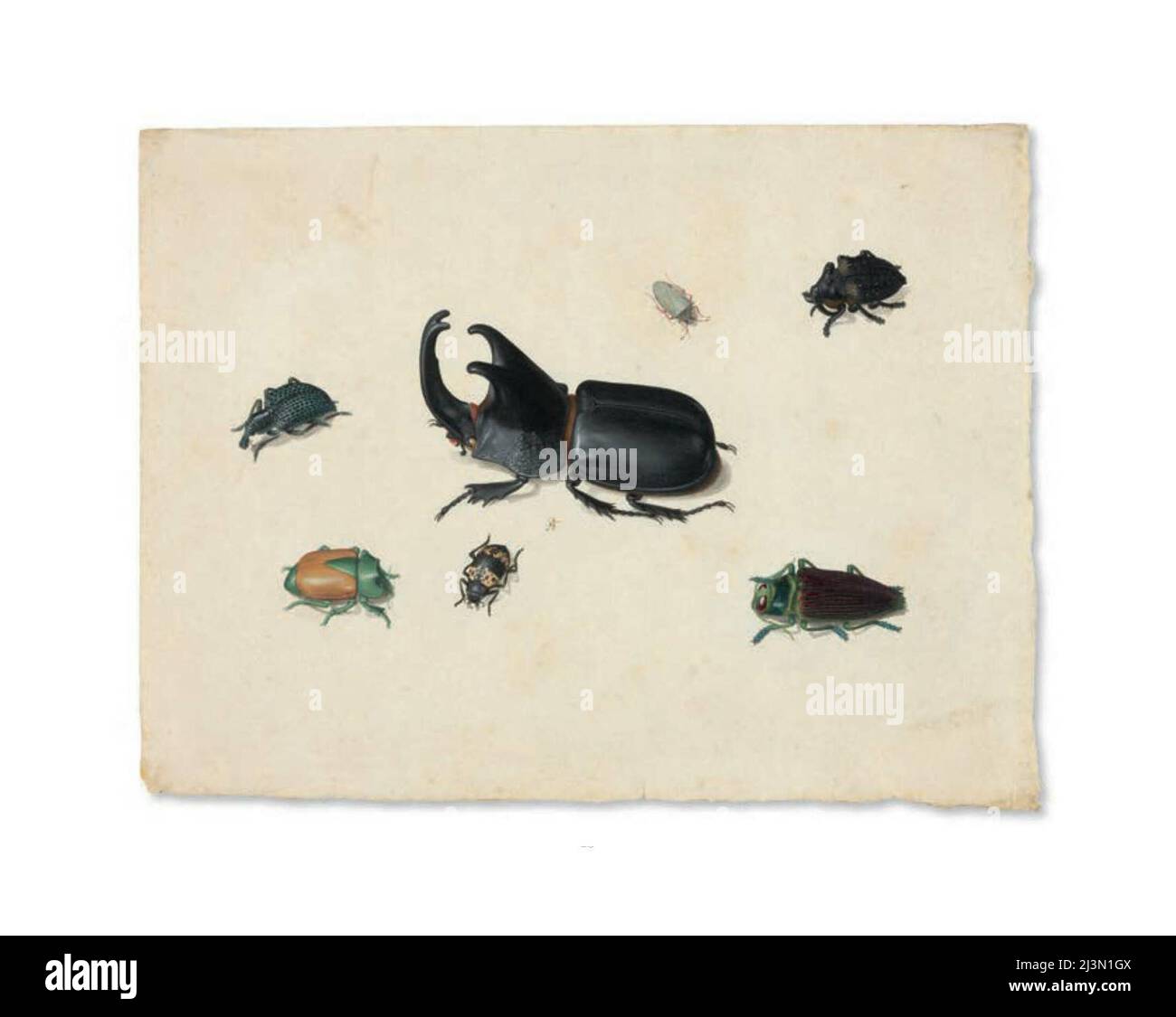 Megasoma Elephas ou Megaceras Jason et six autres insectes, s.d. Banque D'Images