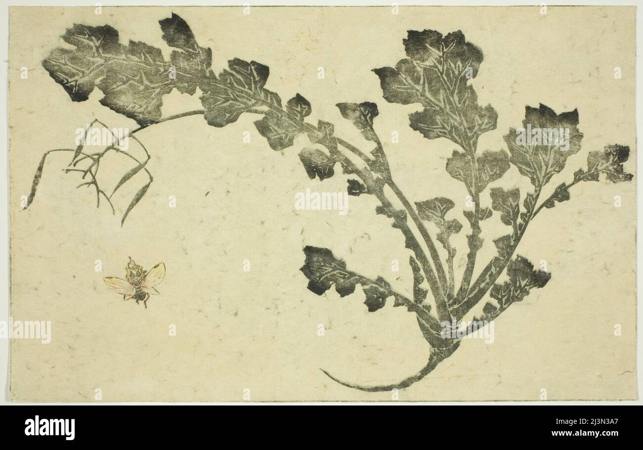 Tige de guêpe et de navet, de "The Picture Book of Realistic Paintings of Hokusai (Hokusai shashin gafu)", Japon, c. 1814. Banque D'Images