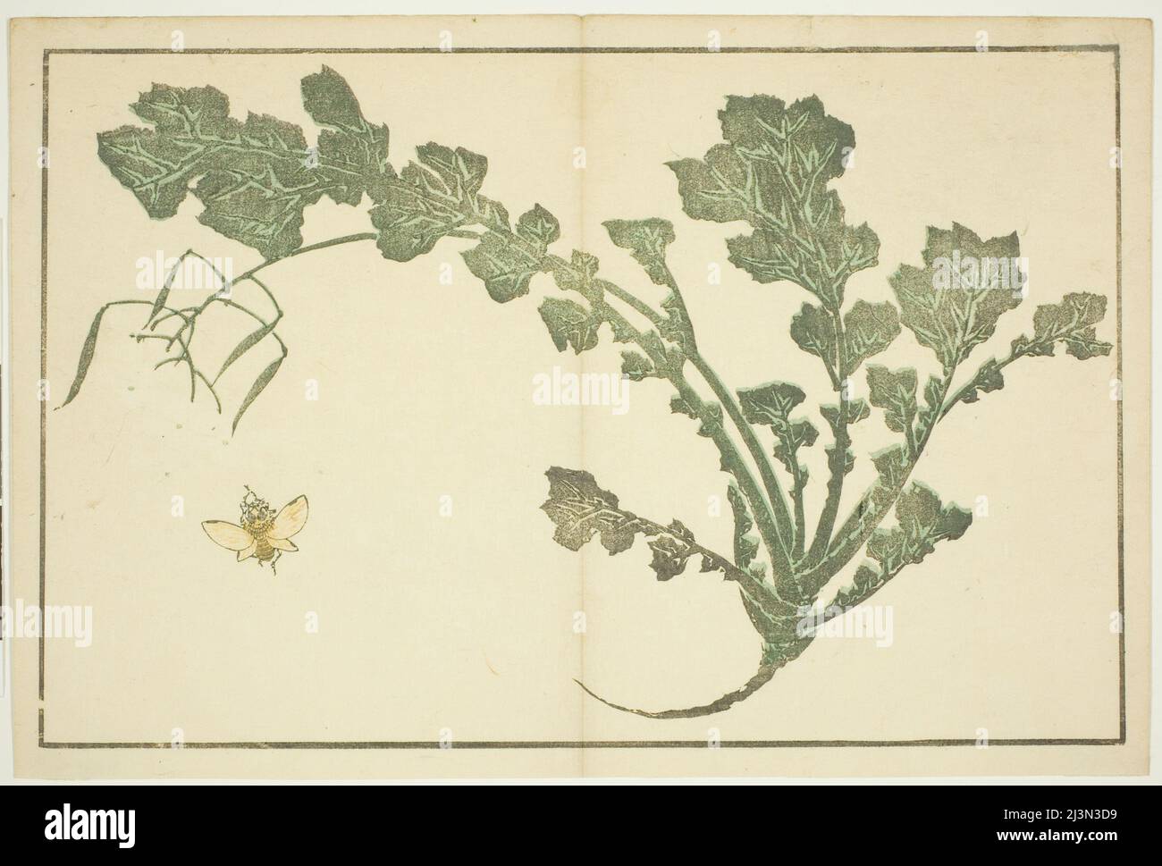 Tige de guêpe et de navet, de "The Picture Book of Realistic Paintings of Hokusai (Hokusai shashin gafu)", Japon, c. 1814. Banque D'Images