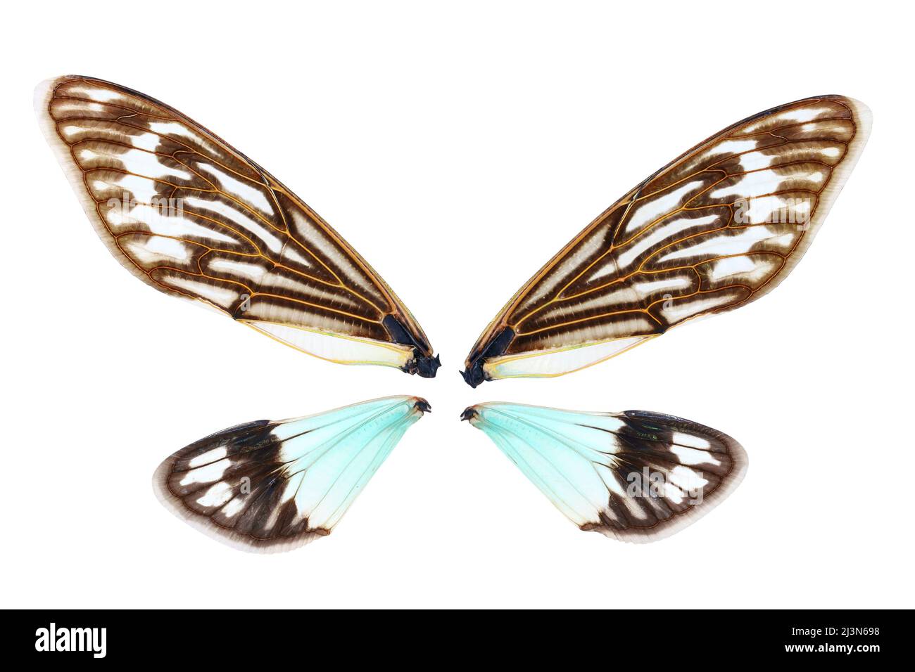 Côté supérieur de magnifiques ailes d'insectes sur fond blanc Banque D'Images