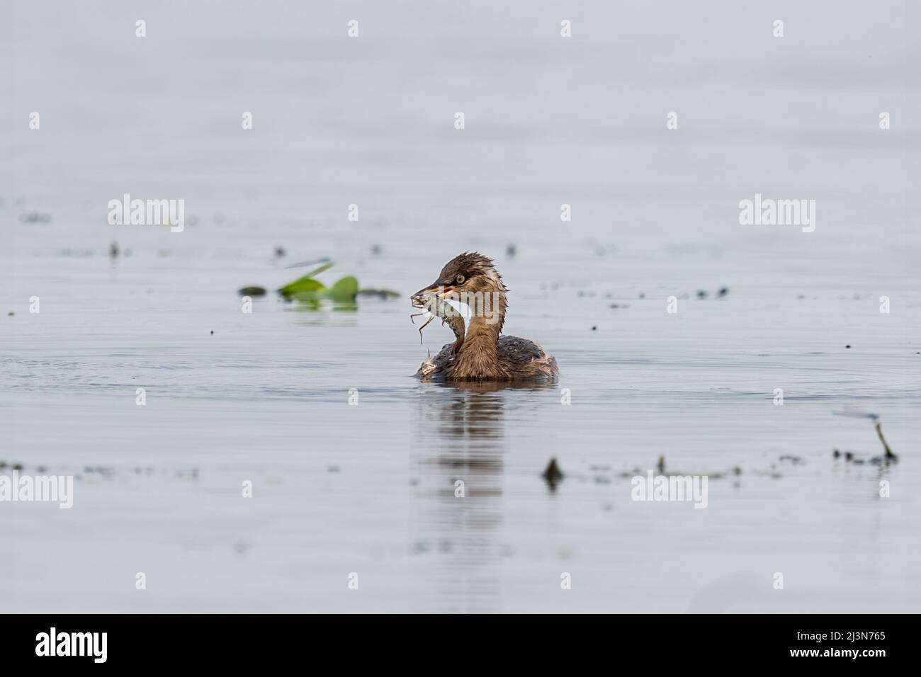 Petit grèbe (Tachybaptus ruficollis) nageant et chassant dans un petit étang par une journée ensoleillée au printemps Banque D'Images