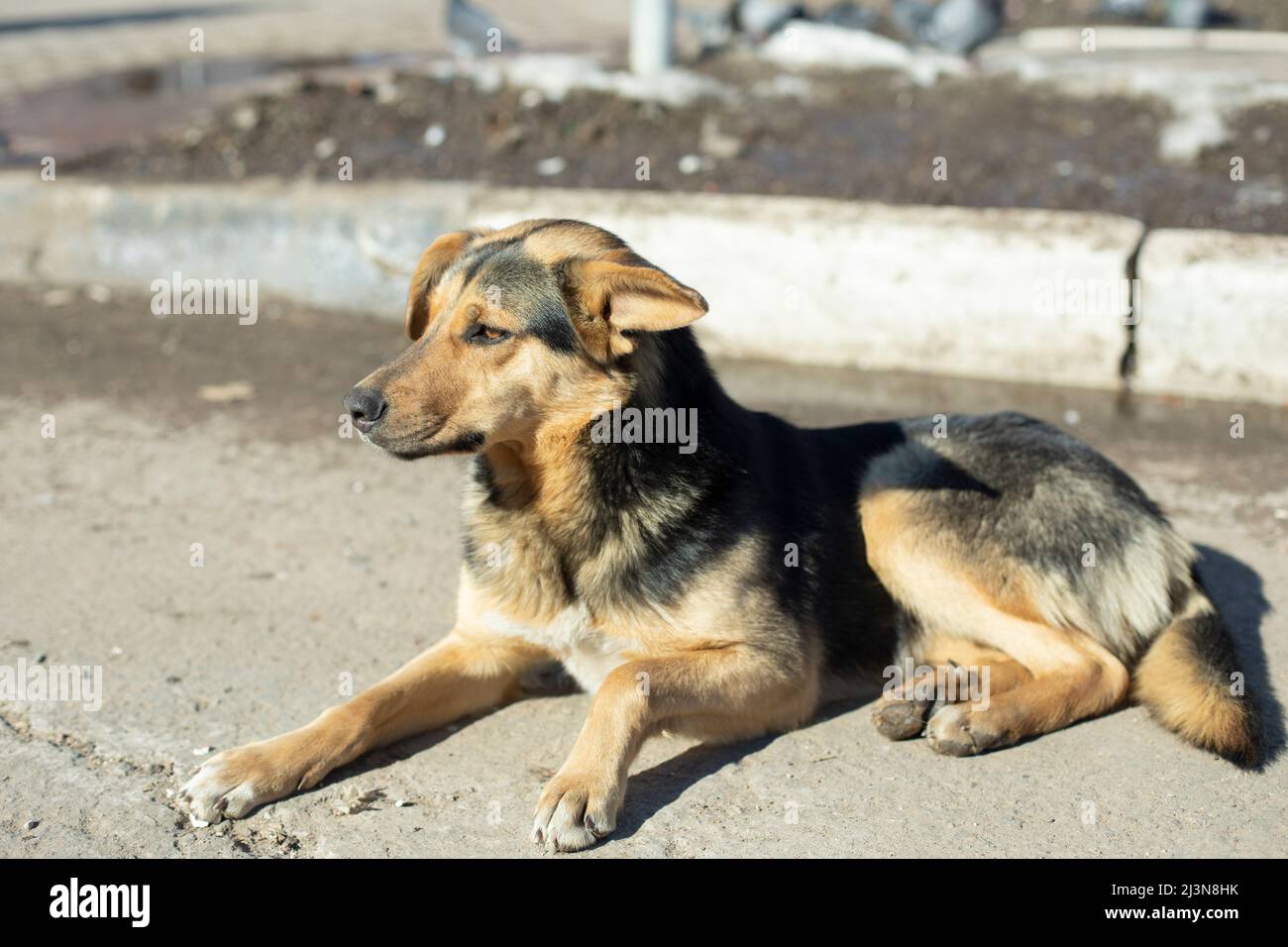 Le chien errant se trouve dans la rue. Chien sans maître. PET perdu. Banque D'Images