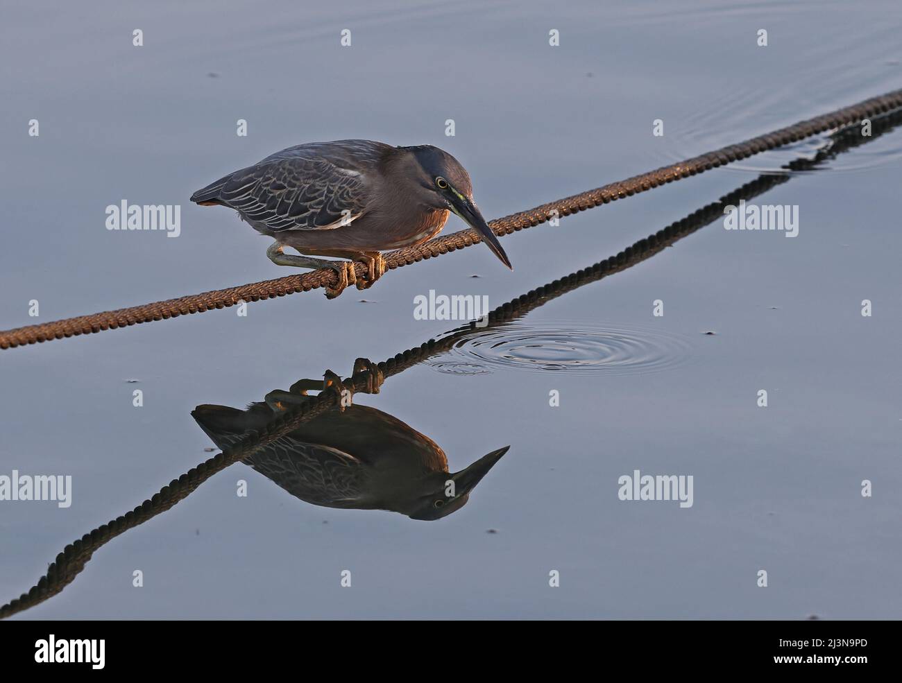 Héron strié (Butorides striata) adulte perché sur un bateau avec réflexion dans la mer d'Oman Décembre Banque D'Images