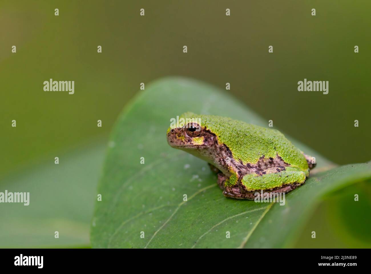 La grenouille grise (Hyla versicolor) repose sur une feuille dans une forêt locale à Ottawa (Ontario), Canada Banque D'Images