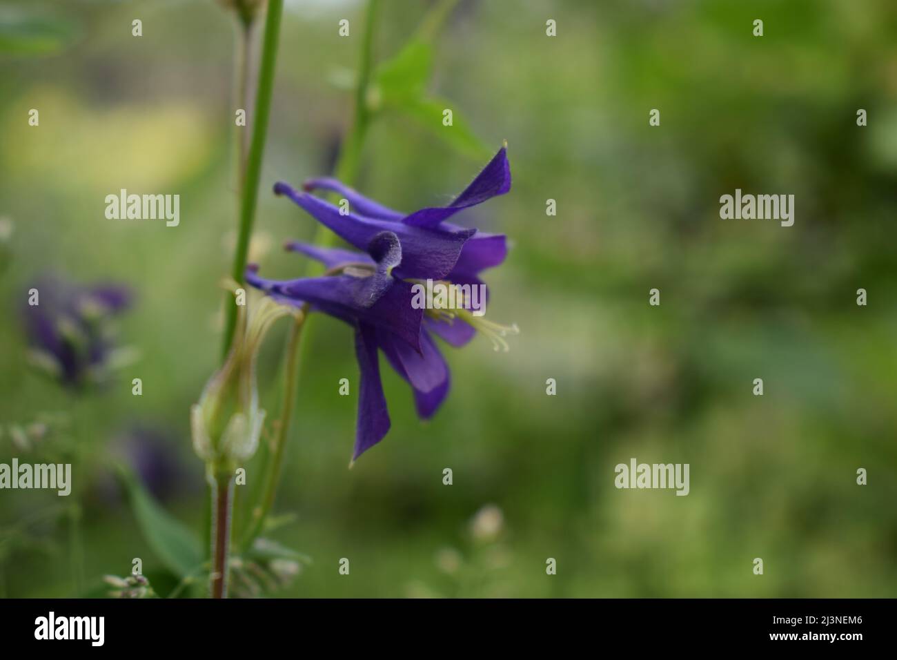 Aconitum, communément connu sous le nom d'aconite, monachisme, loup-loup, malédiction léopard, souris, Malédiction féminine, casque de diable, reine des poisons ou fusée bleue, la plupart Banque D'Images