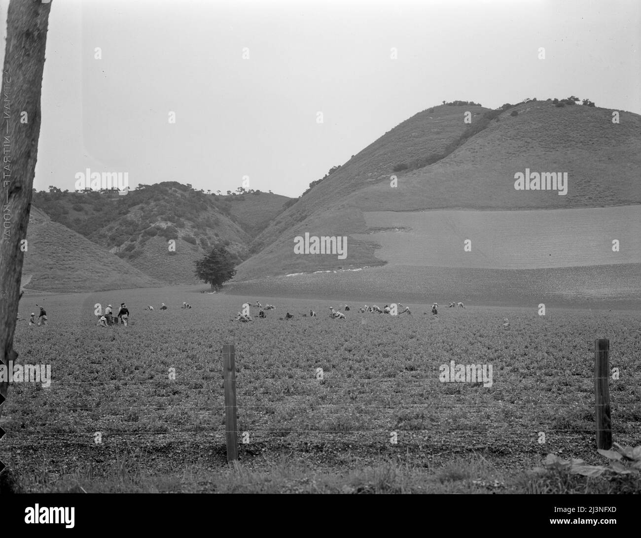 Travail de gangs philippin dans les champs de pois près de Pismo Beach, Nipomo, Californie. Travaillez pour le japonais, vivez sur des ranchs japonais. Soixante hommes dans cette bande. Banque D'Images