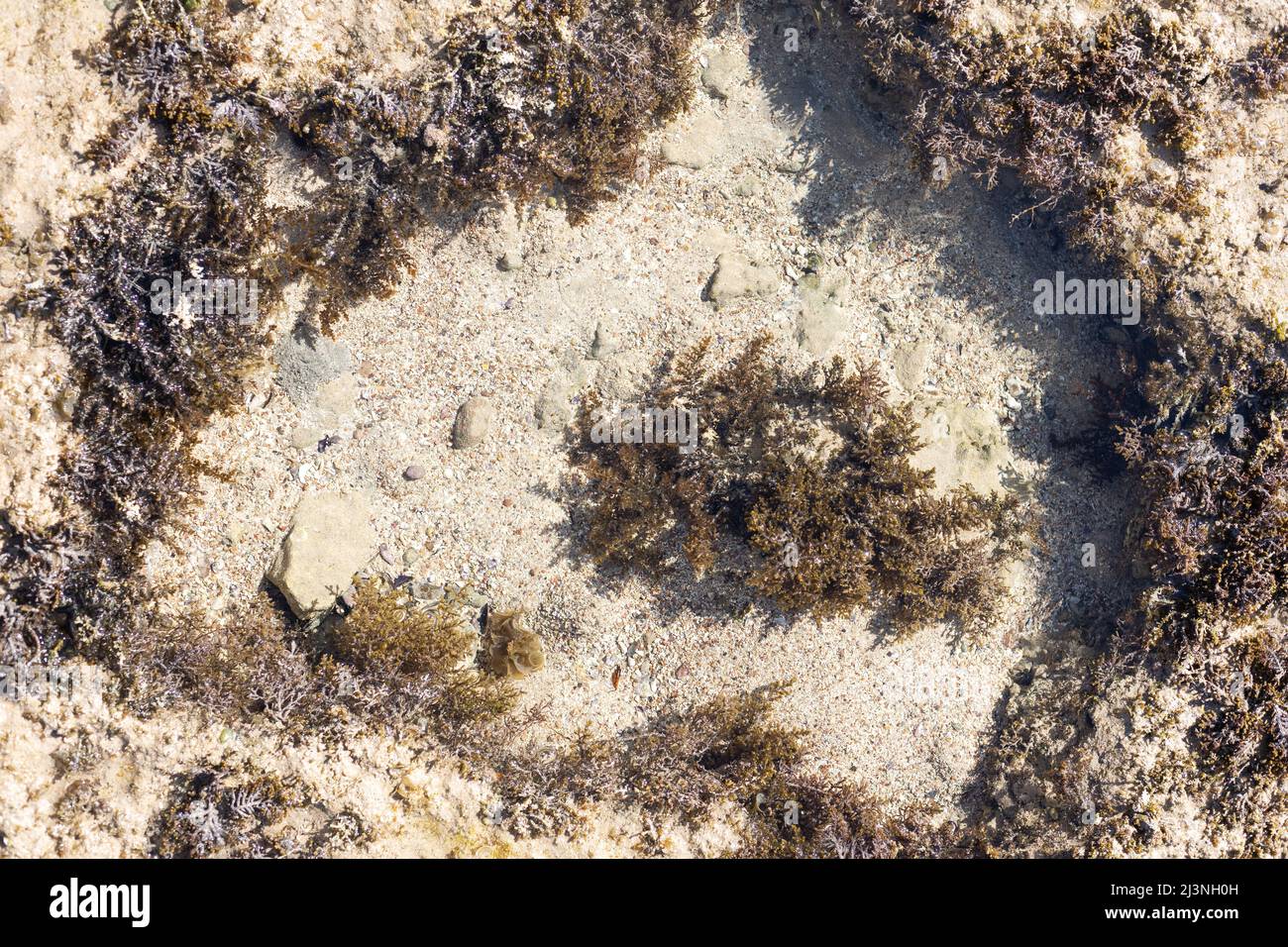 Gros plan de corail mort sur la plage Banque D'Images