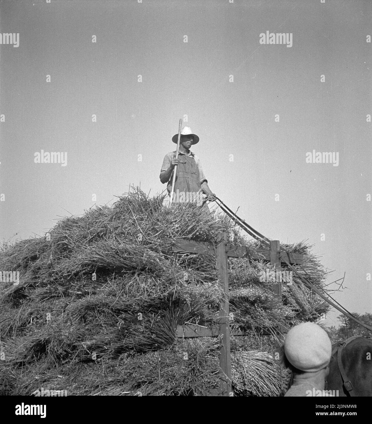 Récolte de l'avoine. Clayton, Indiana. Banque D'Images