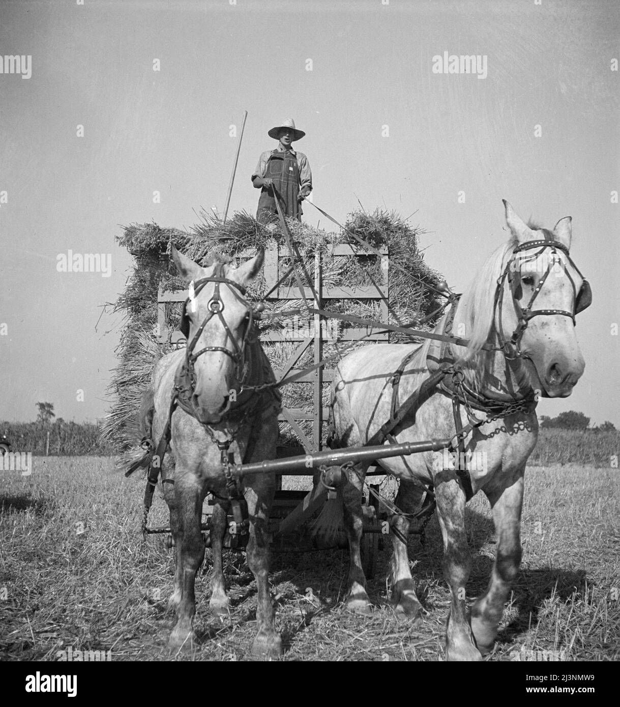 Récolte de l'avoine. Clayton, Indiana, au sud d'Indianapolis. Banque D'Images