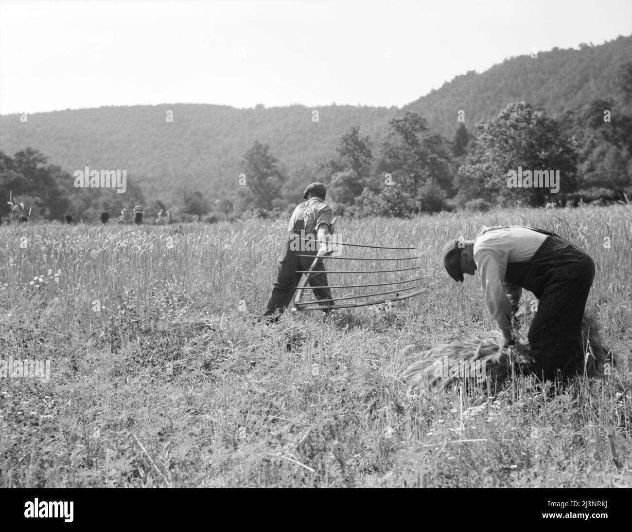 Des hommes qui bertent du blé dans l'est de la Virginie près de Sperryville. Banque D'Images