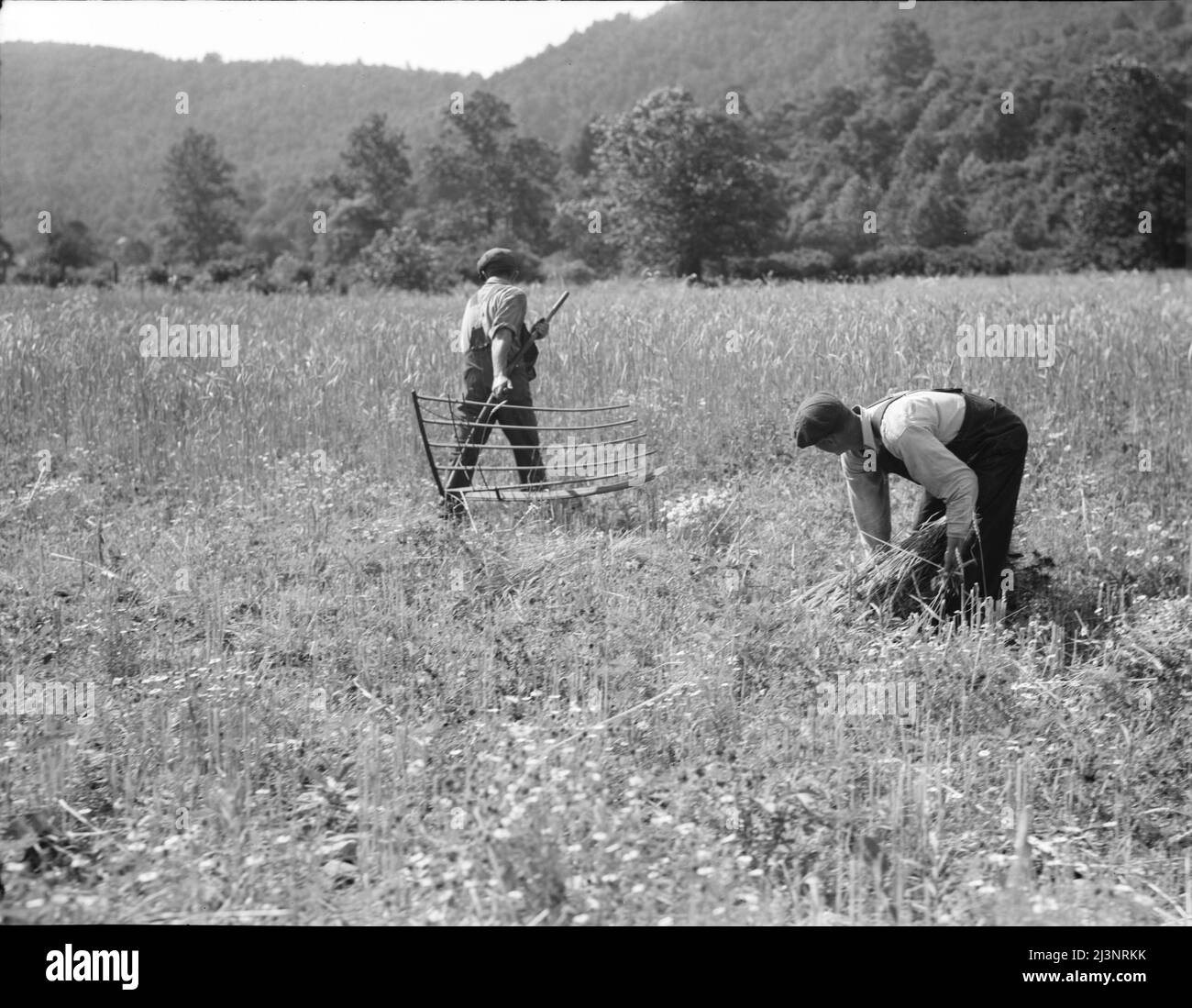 Des hommes qui bertent du blé dans l'est de la Virginie près de Sperryville. Banque D'Images