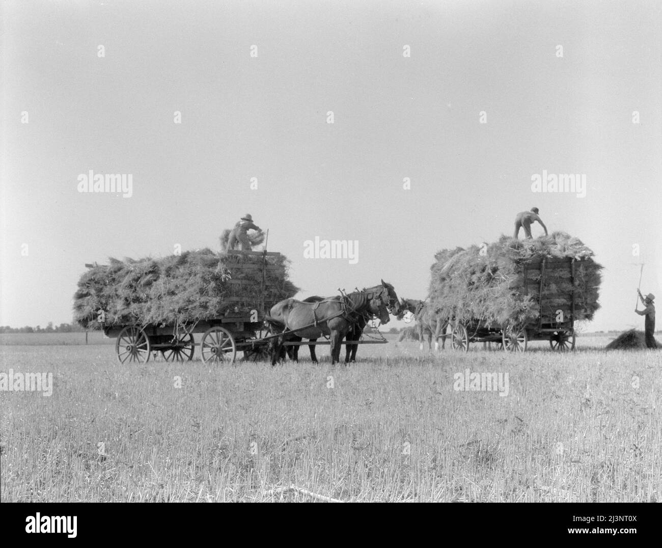 Récolte de l'avoine. Clayton, Indiana. Banque D'Images