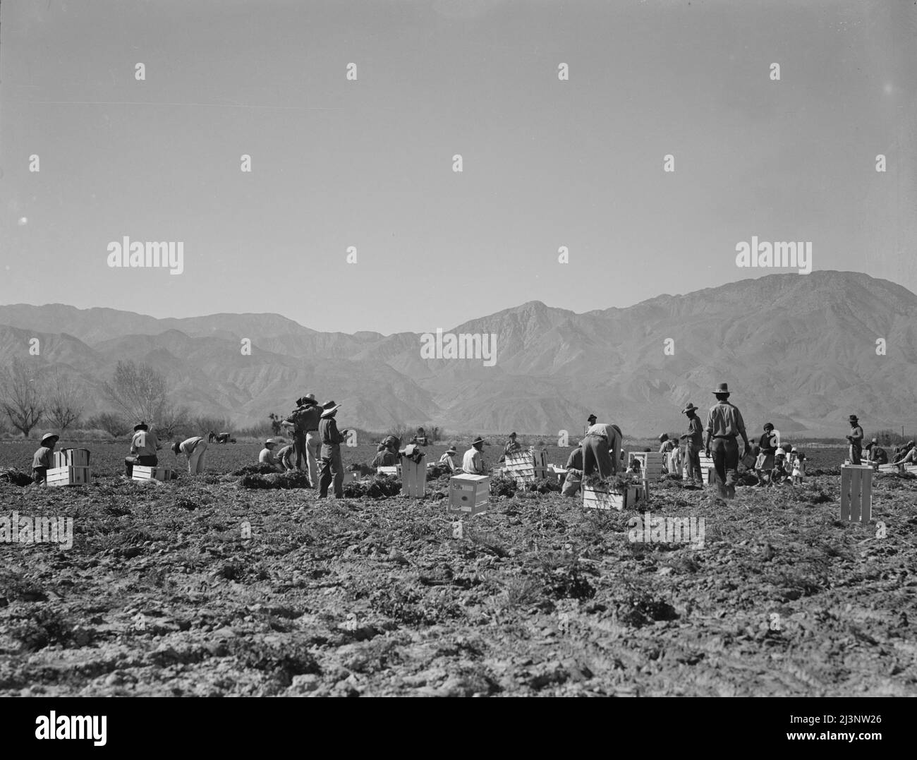 Des extracteurs de carottes du Texas, de l'Oklahoma, du Missouri, de l'Arkansas et du Mexique. Coachella Valley, Californie. « Nous venons de tous les États et nous ne pouvons pas faire un dollar par jour sur le terrain sans aucune façon. Travailler sur le terrain de sept heures du matin à douze heures, nous gagnons en moyenne trente-cinq cents". Banque D'Images