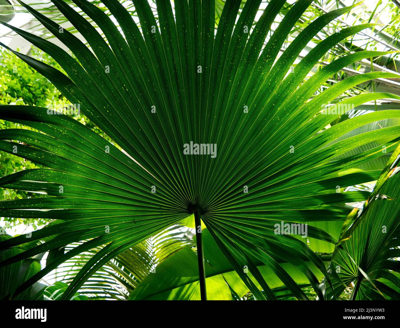 Belle parfaite texture naturelle des feuilles de palmier vert vif fraîcheur bio Life concept plein cadre Banque D'Images