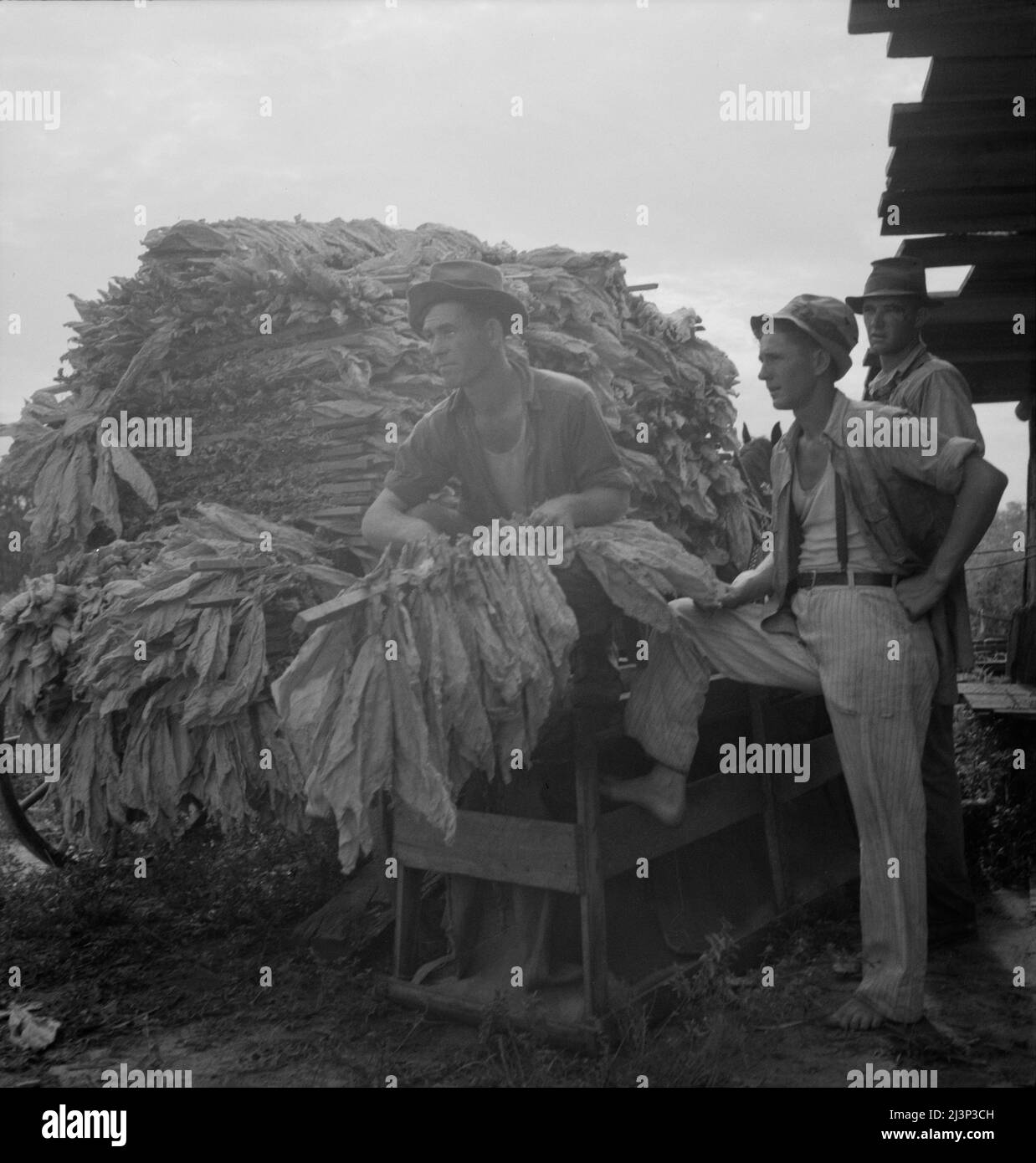 Chargement de tabac durci pour le marché. Géorgie. Banque D'Images