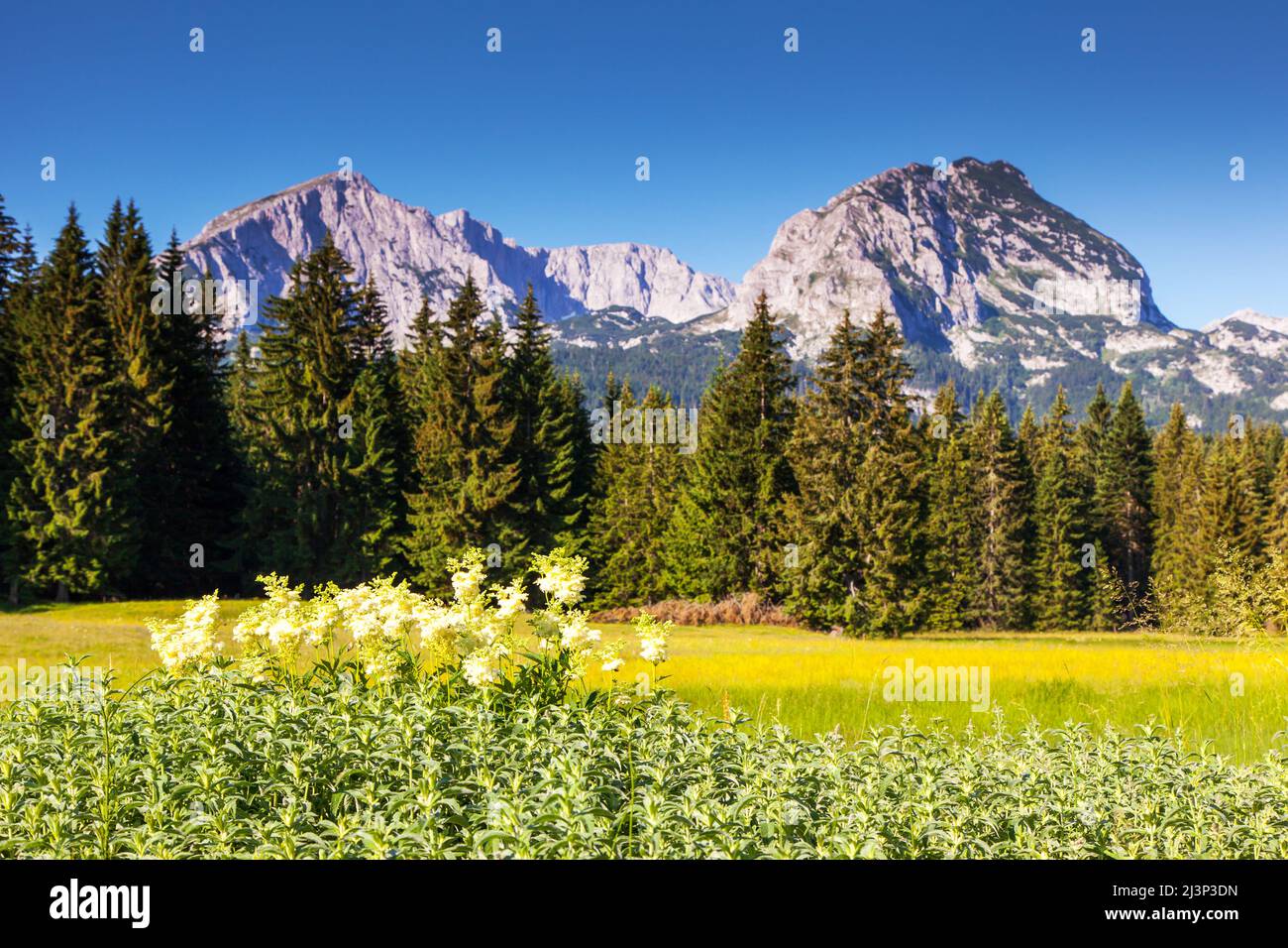Vue magnifique sur les montagnes dans le parc national de Durmitor au Monténégro, en Europe. Le monde de la beauté. Banque D'Images