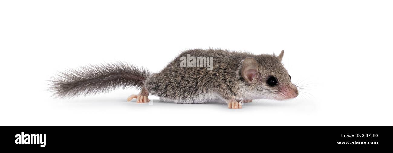 Mignon petit souris africaine alias Graphiurus murinus, en courant des voies latérales. En regardant loin de l'appareil photo, isolé sur un fond blanc. Banque D'Images